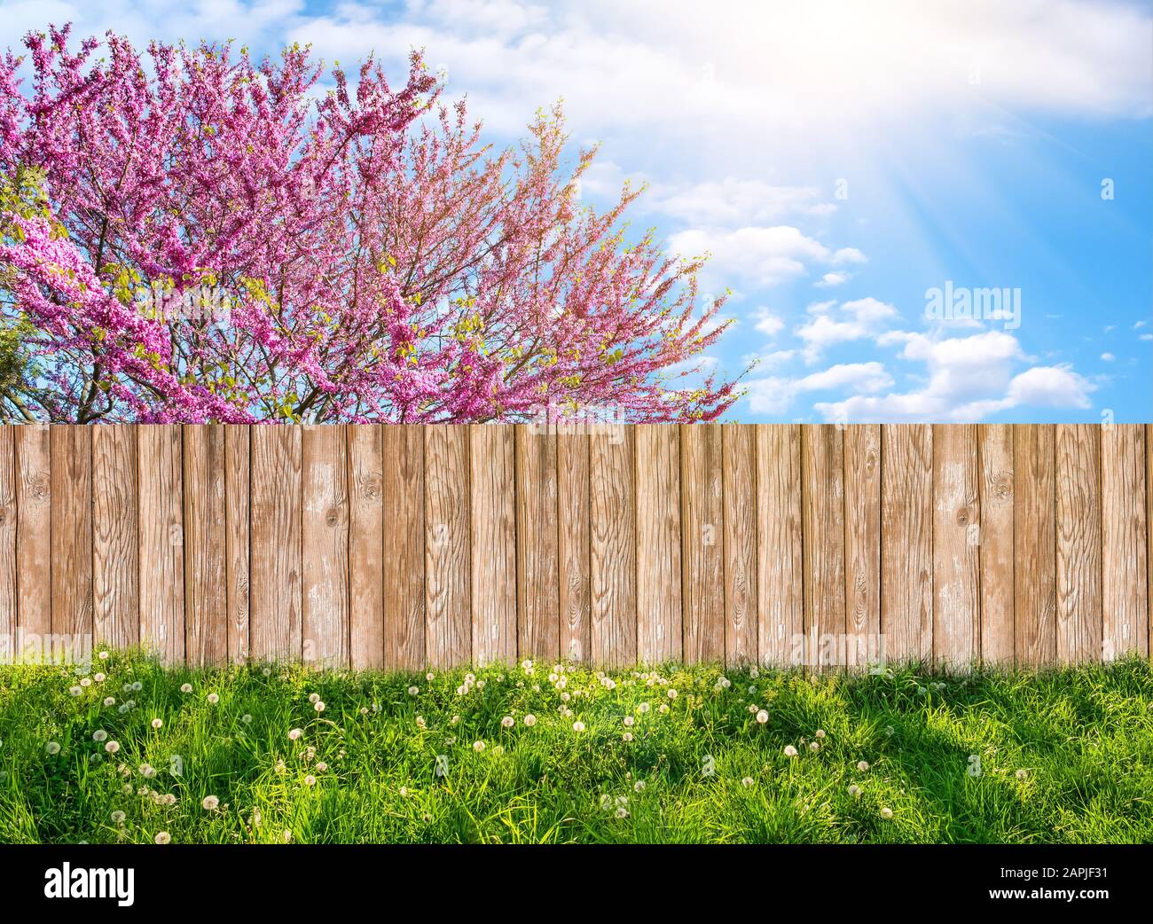Giardino in legno recinzione al cortile interno e albero in fiore in primavera Foto Stock