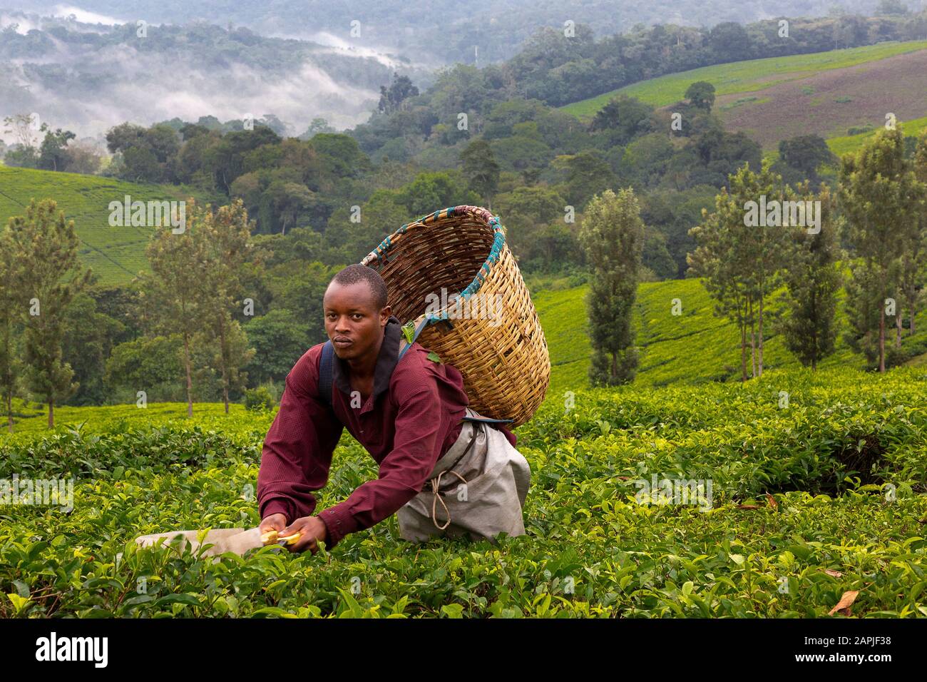 L'uomo locale che raccoglie le foglie di tè a Kibale, Uganda Foto Stock