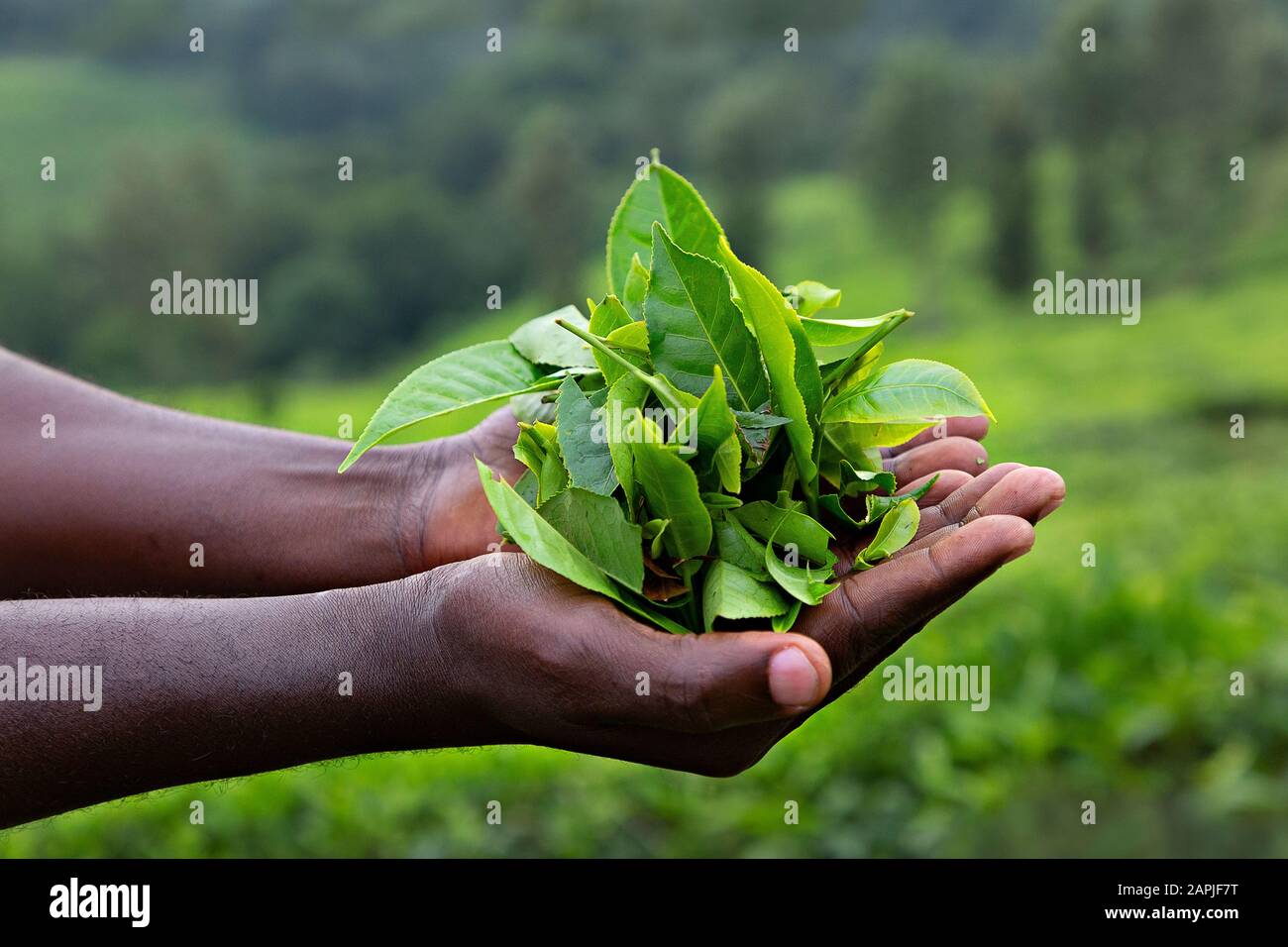 Mani che tengono foglie di tè in Uganda, Africa. Foto Stock