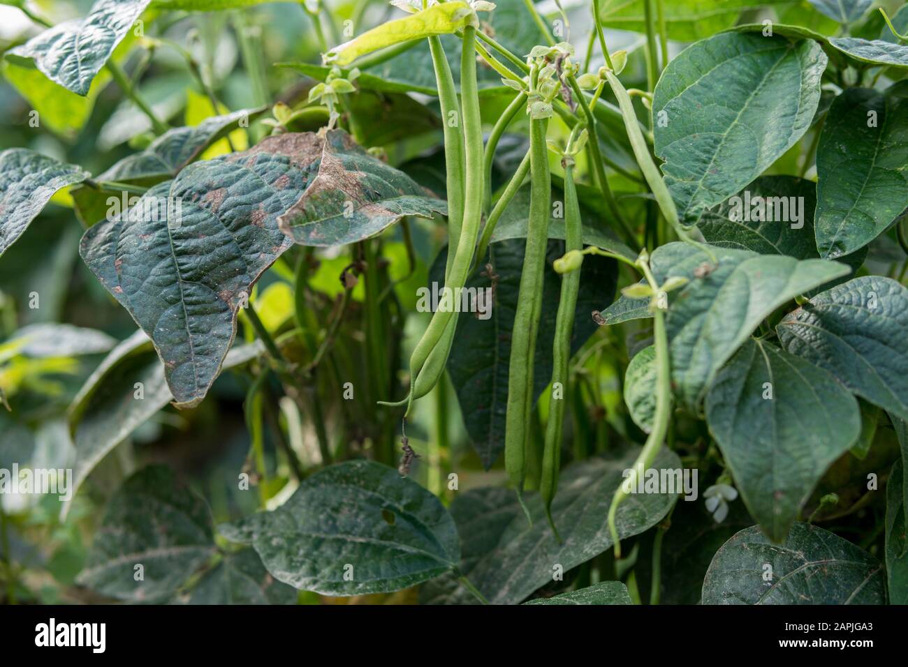 dettaglio di fagiolo verde che cresce nel campo Foto Stock