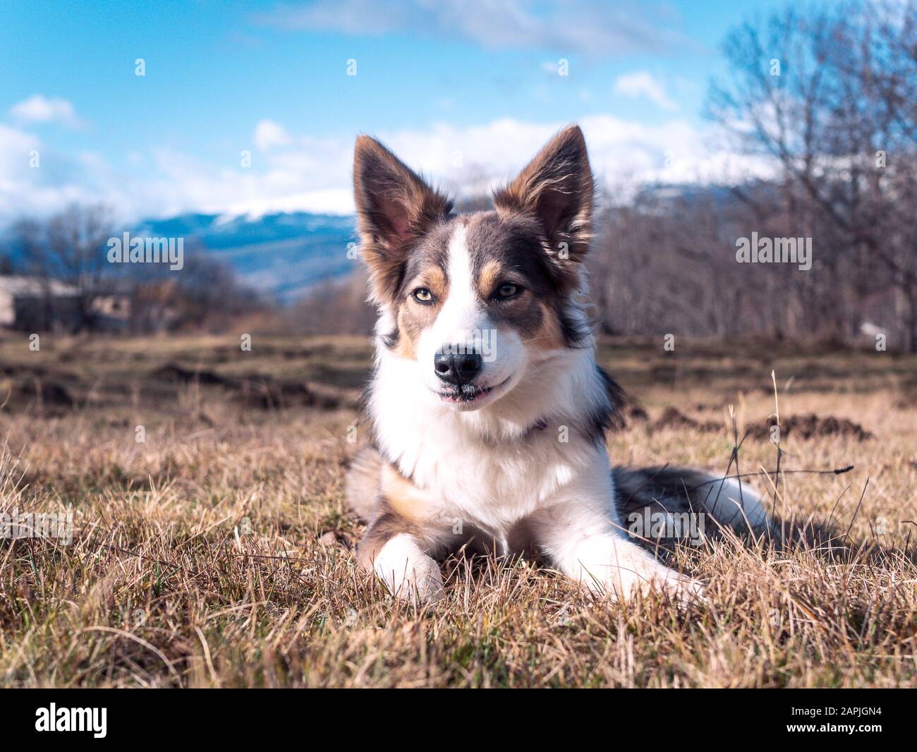 Bordo del cane collie lilla con occhi molto belli che riposano calma sull'erba con una vista sulle montagne dietro Foto Stock