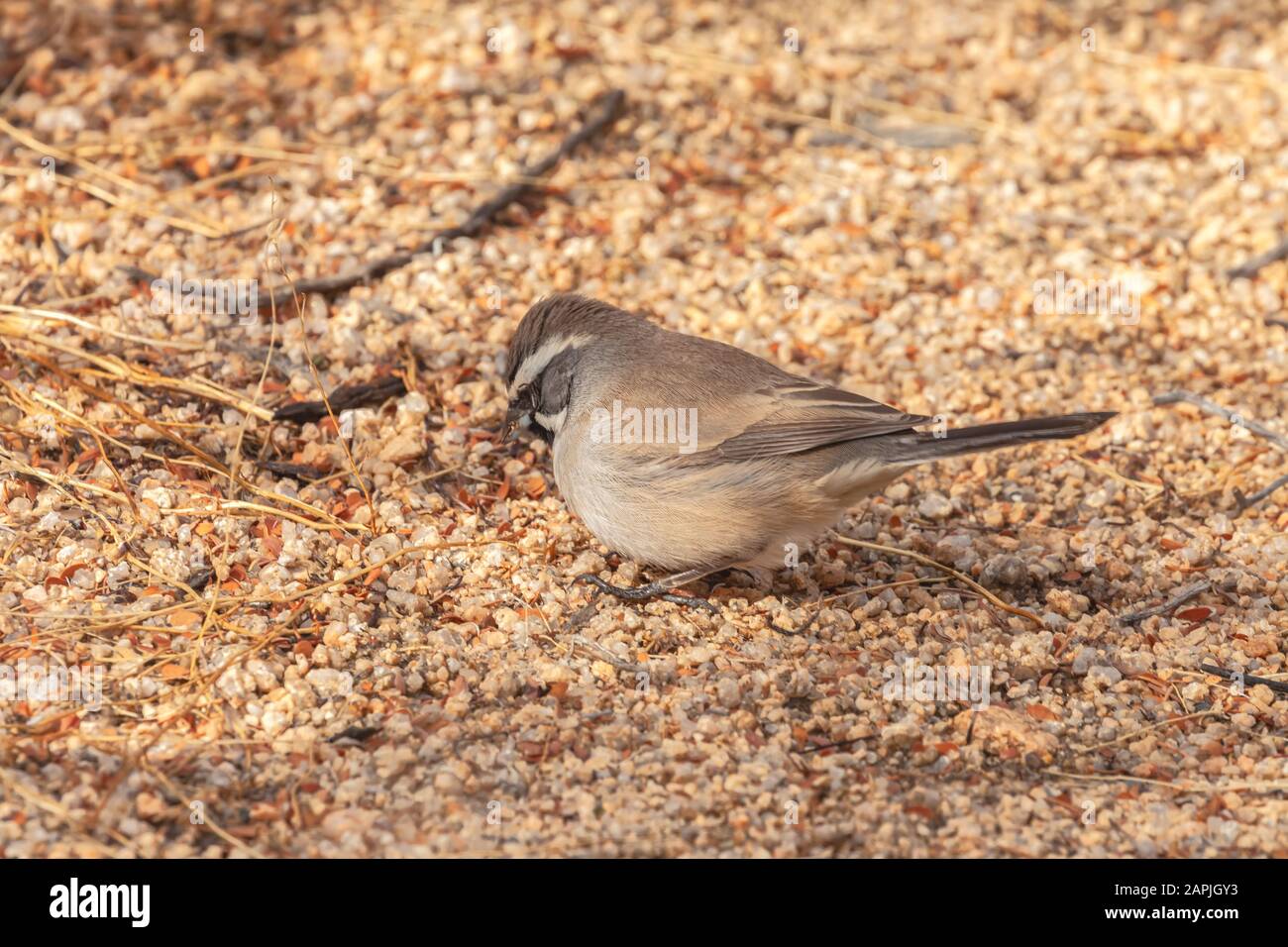 Un black-throated sparrow Amphispiza bilineata è di avanzamento sul terreno, Joshua Tree National Park, Calfiornia, STATI UNITI D'AMERICA. Foto Stock