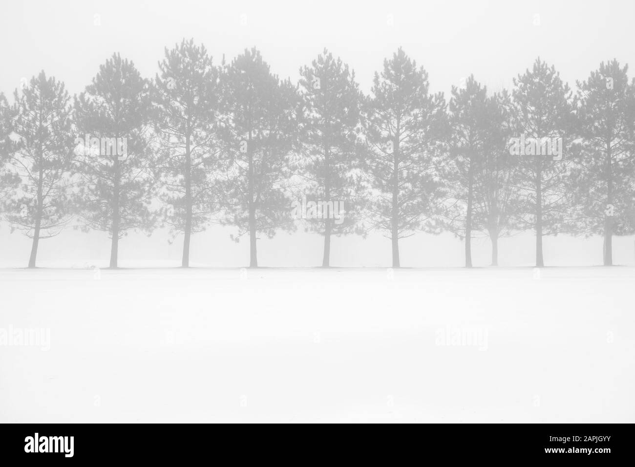 nebbia scena invernale con alberi Foto Stock