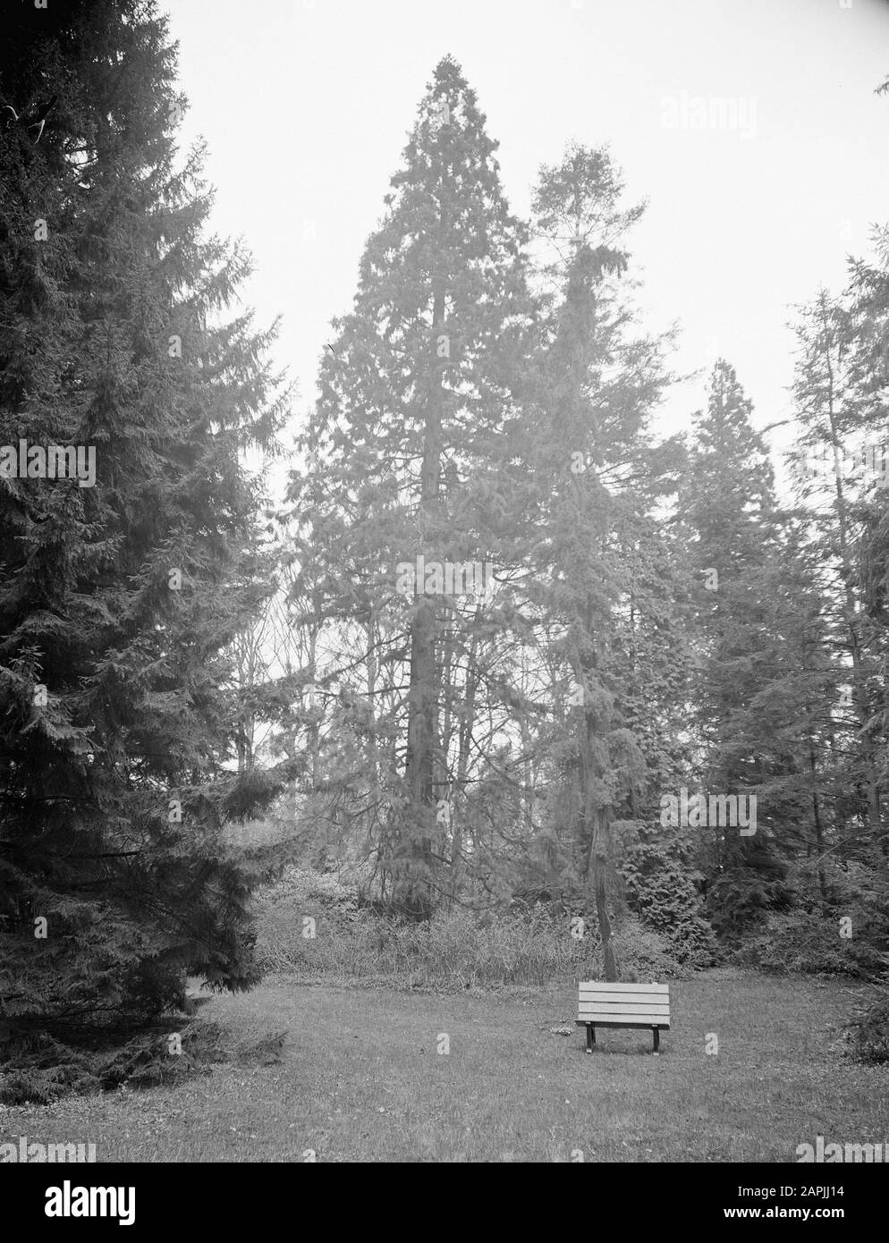 Alberi, sequoia gigantea Data: Parole Chiave non date: Alberi Nome personale: Sequoia gigantea Foto Stock