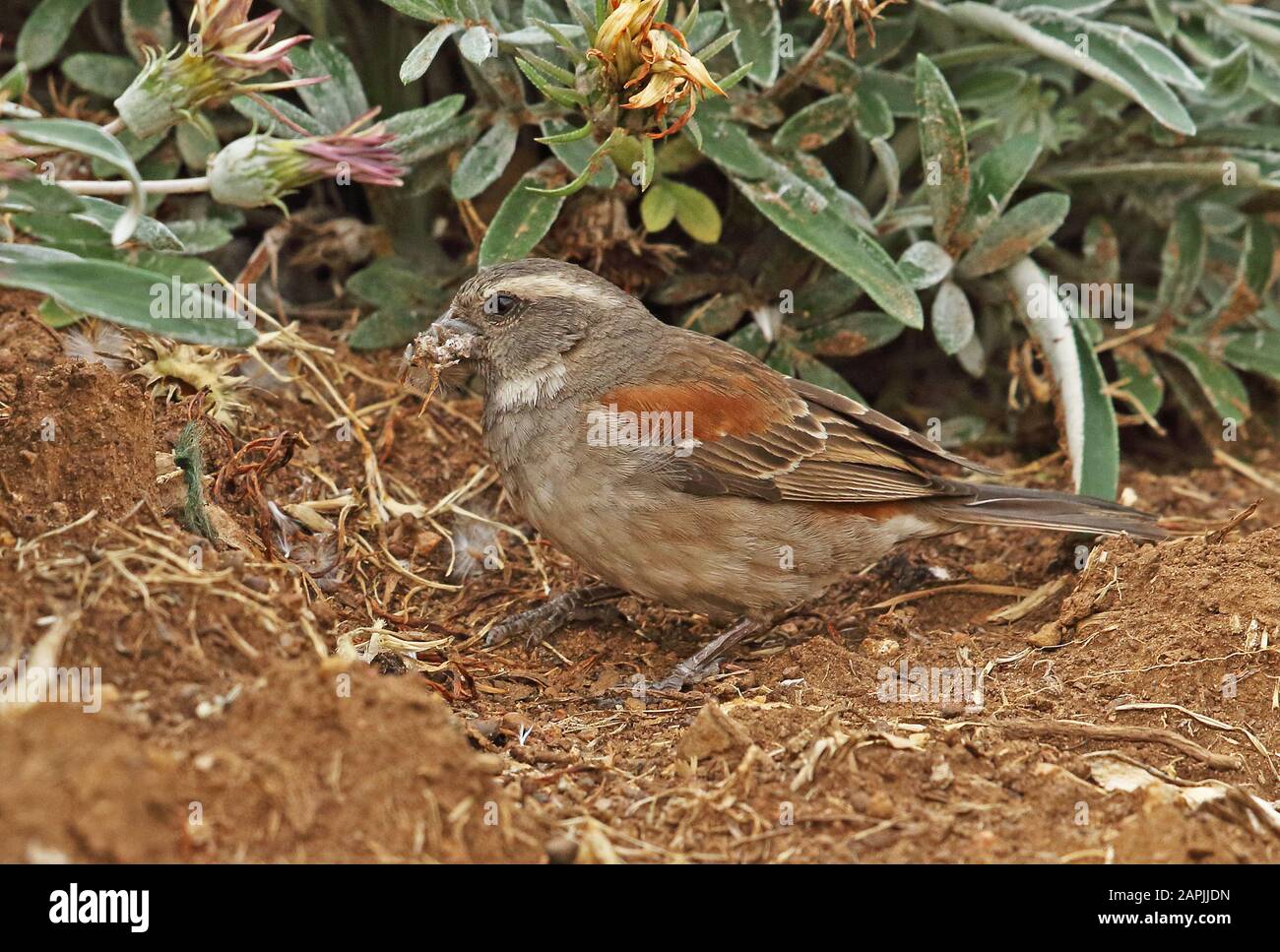 Cape Sparrow (Passer melanurus) femmina adulta sul terreno raccogliendo materiale di nidificazione Johannesburg, Sud Africa Novembre Foto Stock