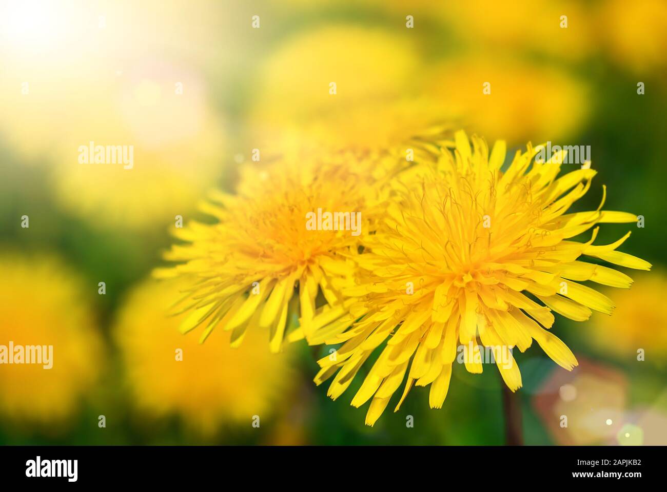 Tarassaco fiorisce con messa a fuoco poco profonda inondato di luce calda del sole Foto Stock