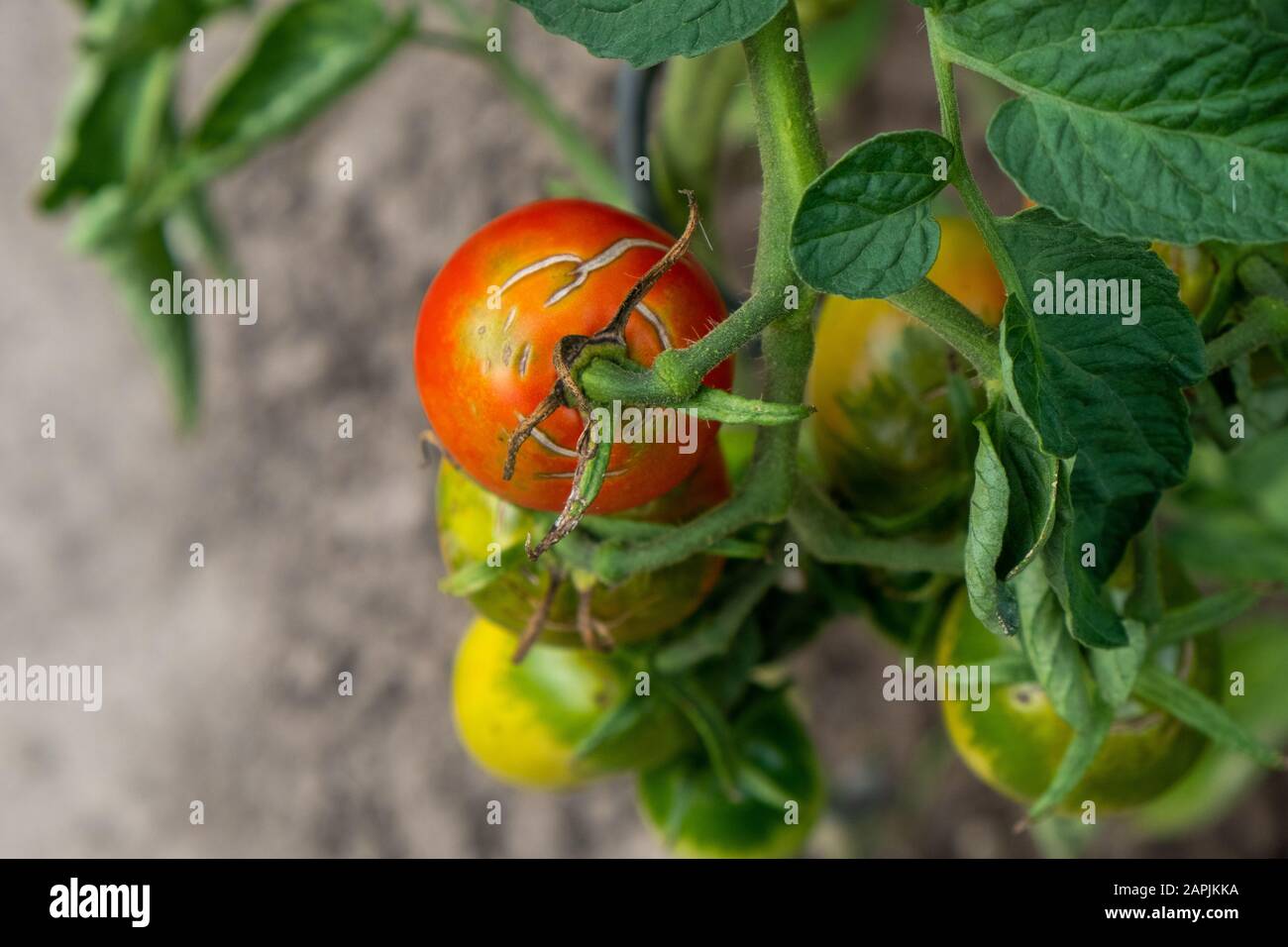 pomodori rossi, maturi e verdi coltivati in casa sull'arbusto in giardino in estate Foto Stock