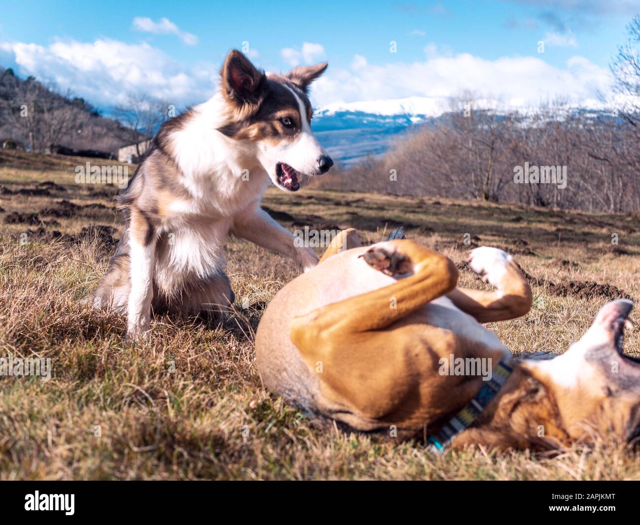 Due cani che giocano sull'erba e una splendida vista delle montagne e di uno sci blu Foto Stock