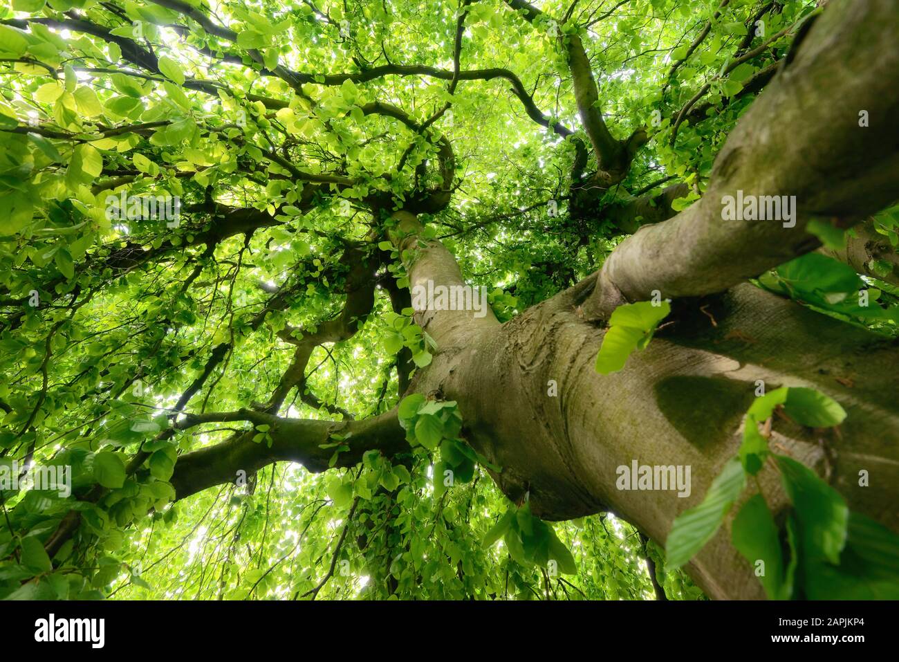 Worms occhio vista di un bel tronco di albero e baldacchino con fresco verde primavera fogliame, luce morbida Foto Stock