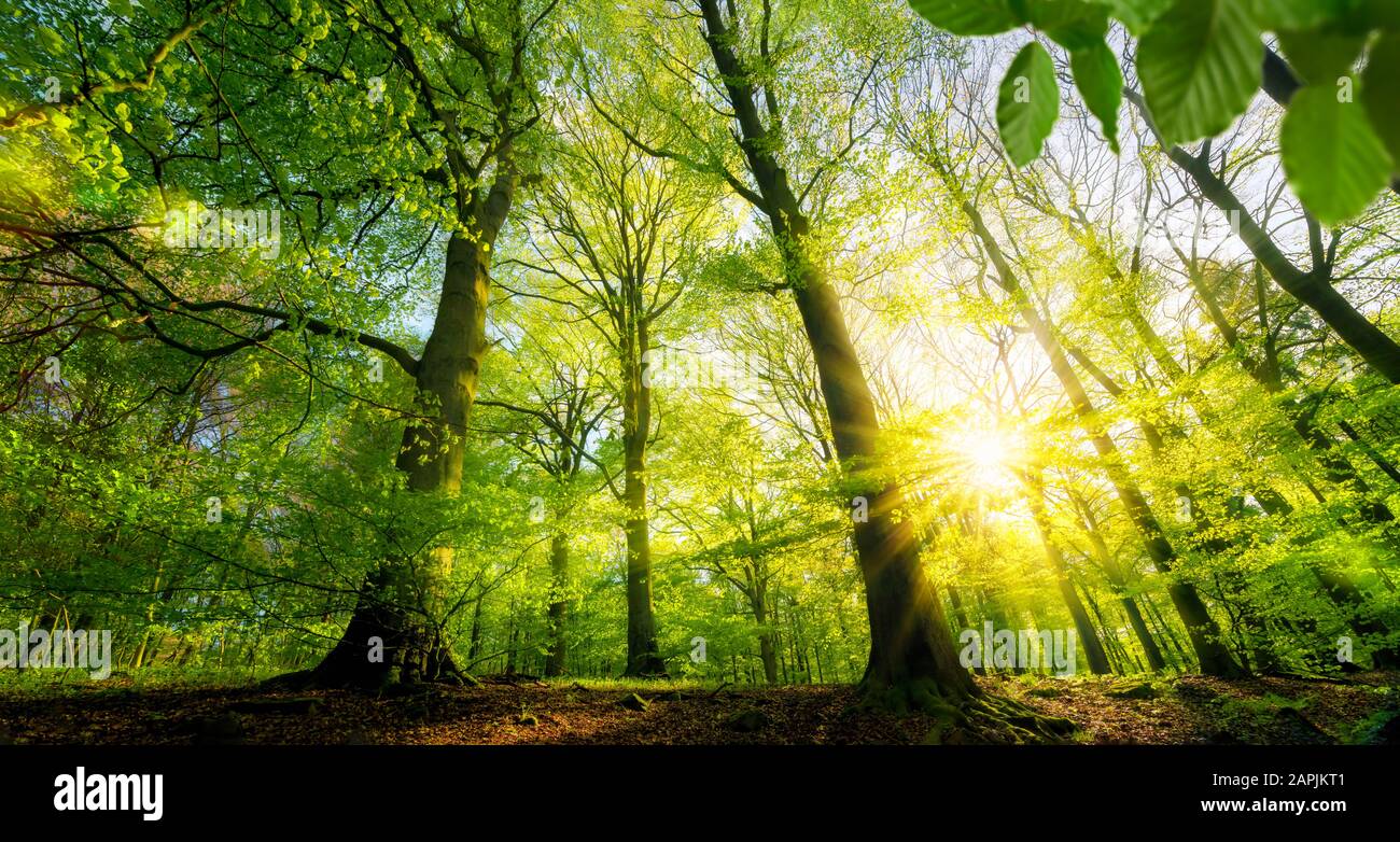 Scenico bosco di freschi alberi decidui verdi, con il sole che getta i suoi raggi caldi attraverso il fogliame Foto Stock