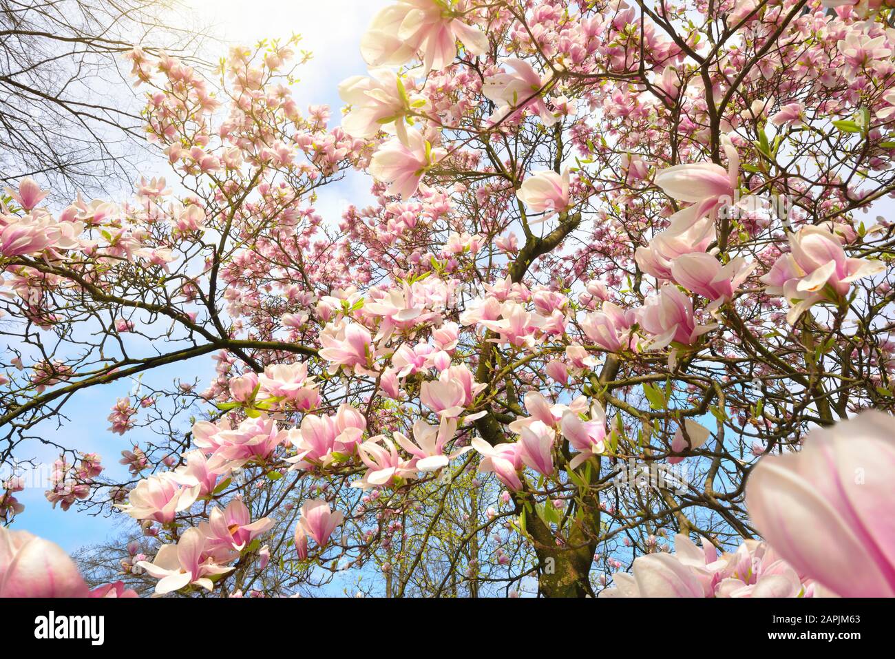 Scenario primaverile con fioriture di magnolia soleggiate su un albero su cielo blu chiaro Foto Stock