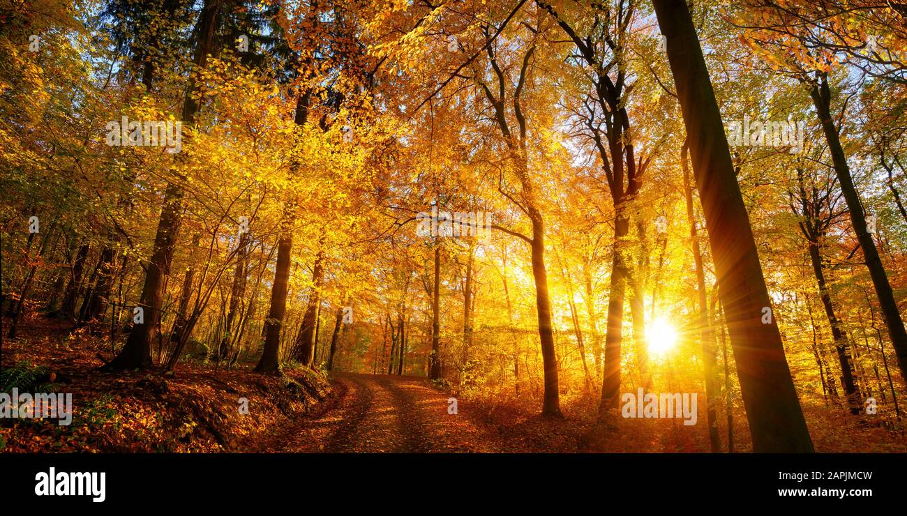 Il sole che tramonta incanta una foresta caducida con vivaci colori d'oro, scatto panoramico Foto Stock