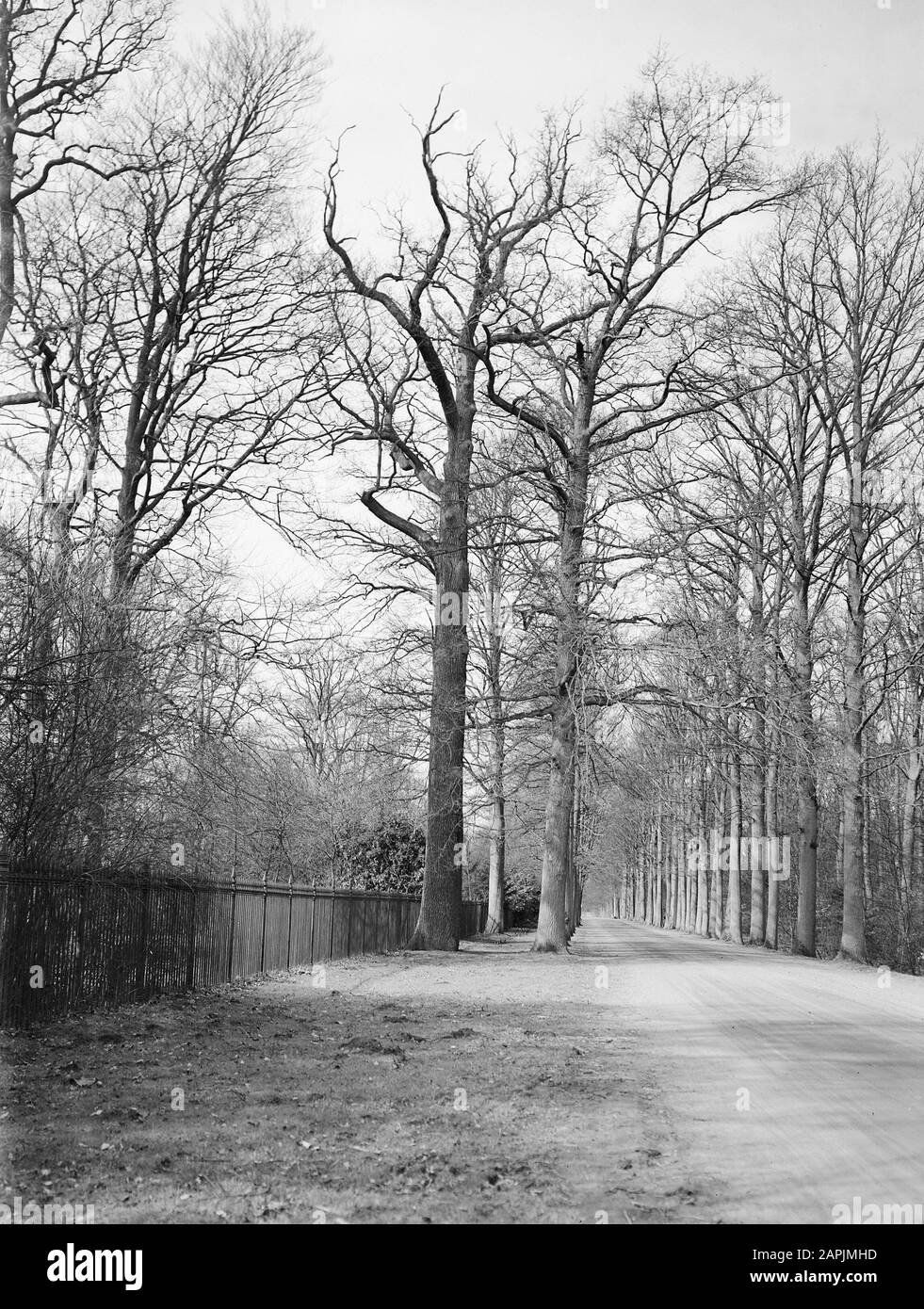 Alberi, tenuta, quercia Data: Undicated luogo: Delden Parole Chiave: Alberi, proprietà Nome Persona: Oak Nome istituzione: Twickel Foto Stock