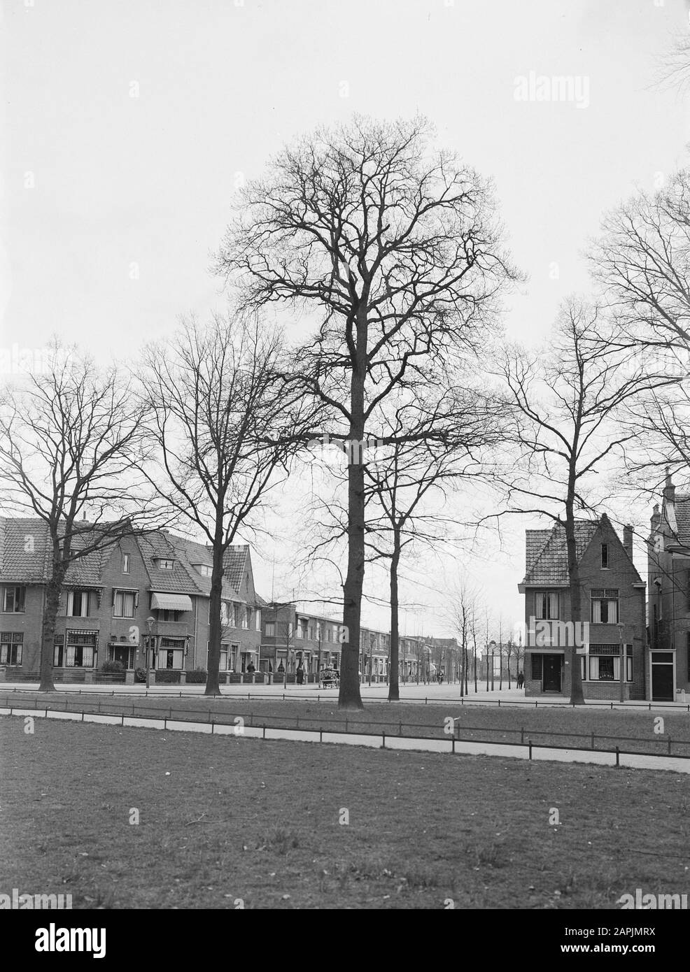 Alberi, parchi, querce, Frederiksppark Data: Undata: Undata luogo: Haarlem Parole Chiave: Alberi, parchi Nome personale: Quercia, Frederiksppark Foto Stock