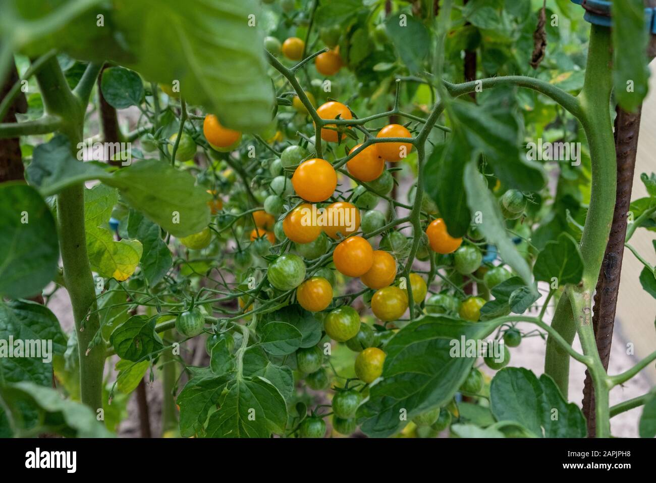 piccoli pomodori gialli e ancora immaturi verdi sull'arbusto in giardino in estate Foto Stock