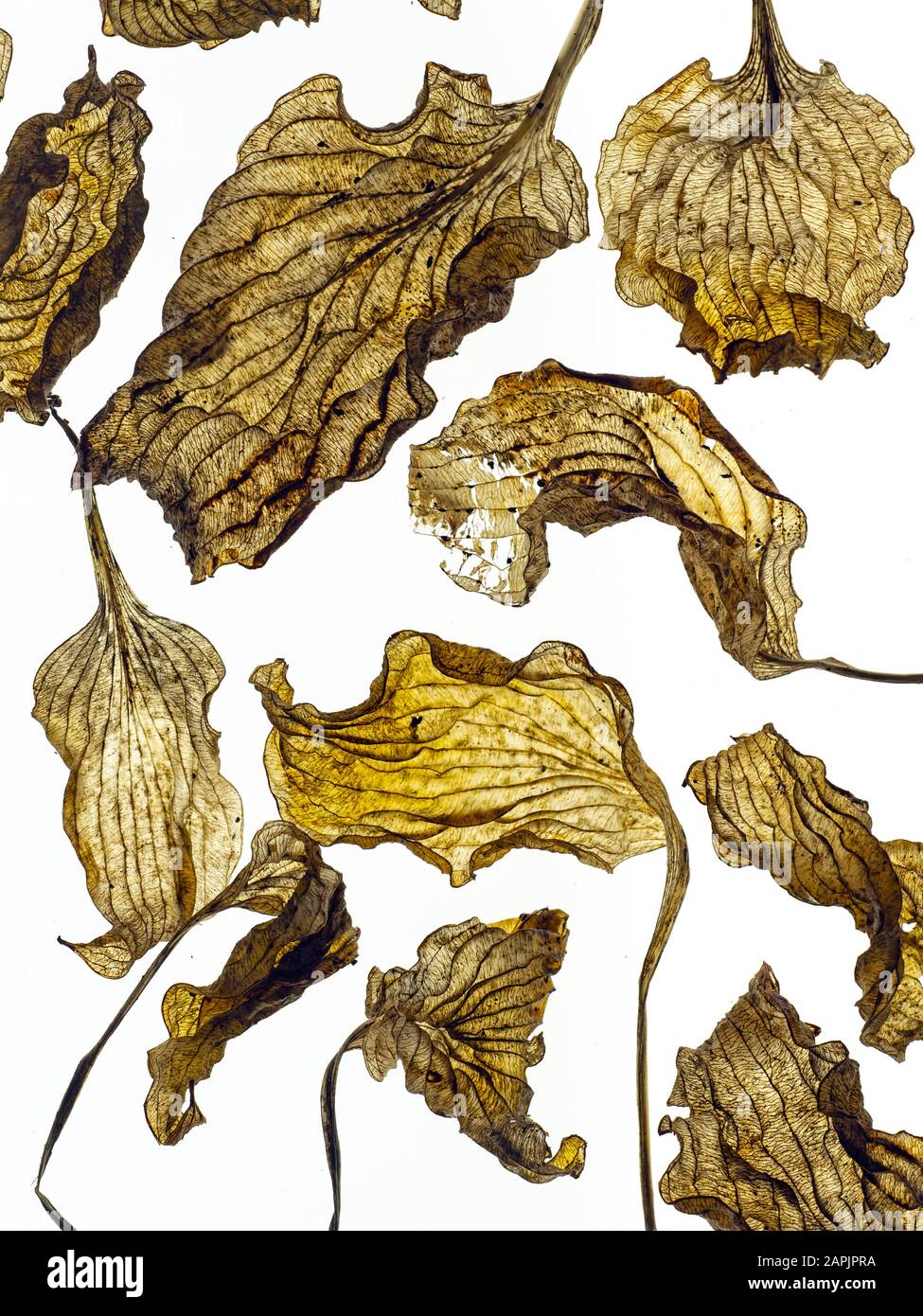 Hosta foglie morte piazzate in layout di progettazione Nome comune Plantain lily inverno Norfolk Foto Stock