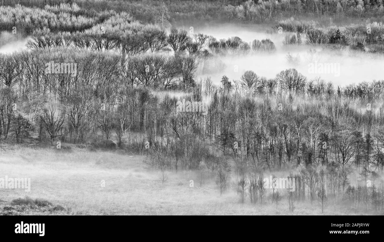 La misteriosa foresta avvolta dalla nebbia al mattino Foto Stock