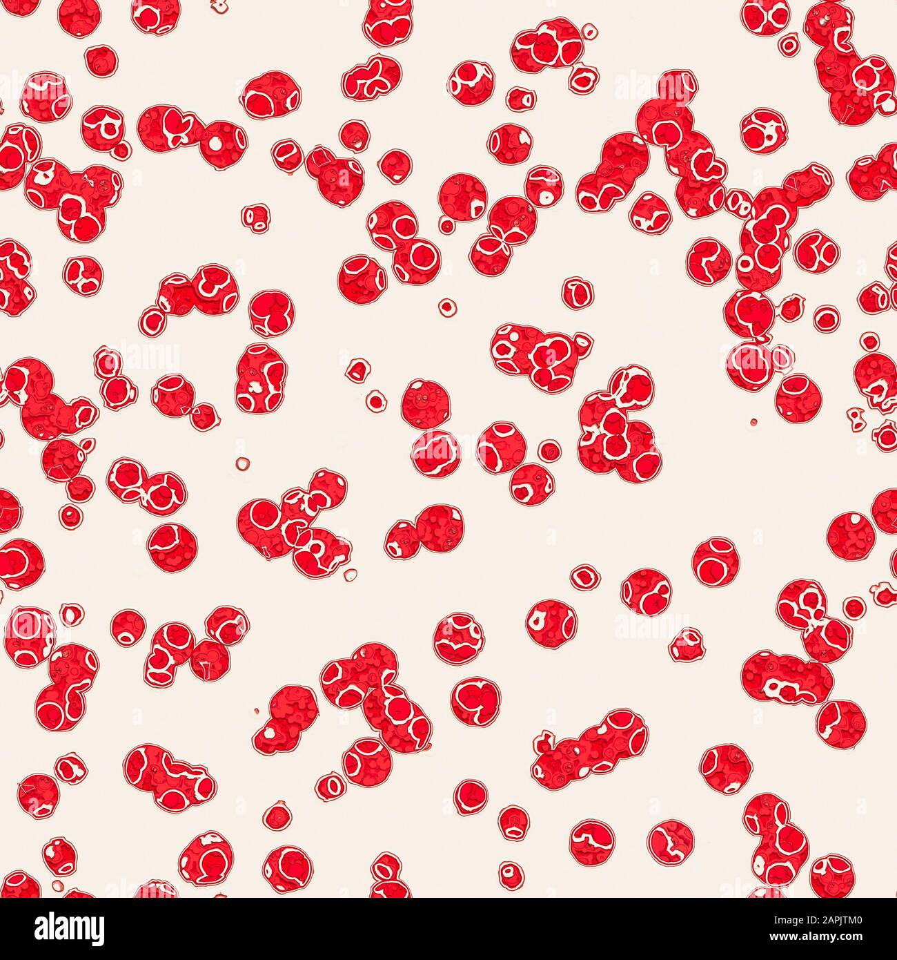 Analisi cellulare, duplicazione cellulare, studio di malattie infettive. Visione microscopica di microrganismi e batteri. Esame del sangue dei globuli rossi Foto Stock