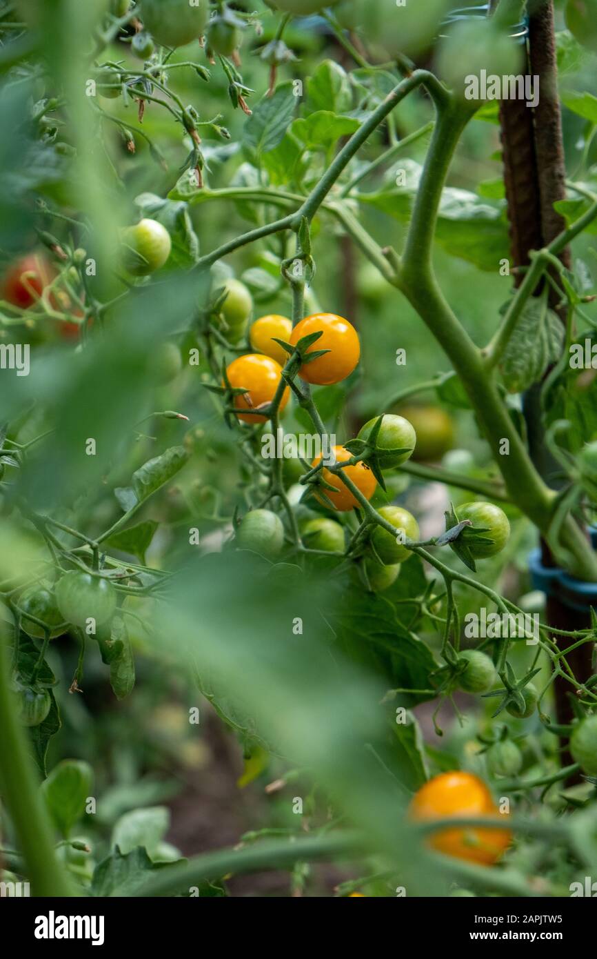 piccoli pomodori gialli e ancora immaturi verdi sull'arbusto in giardino in estate Foto Stock