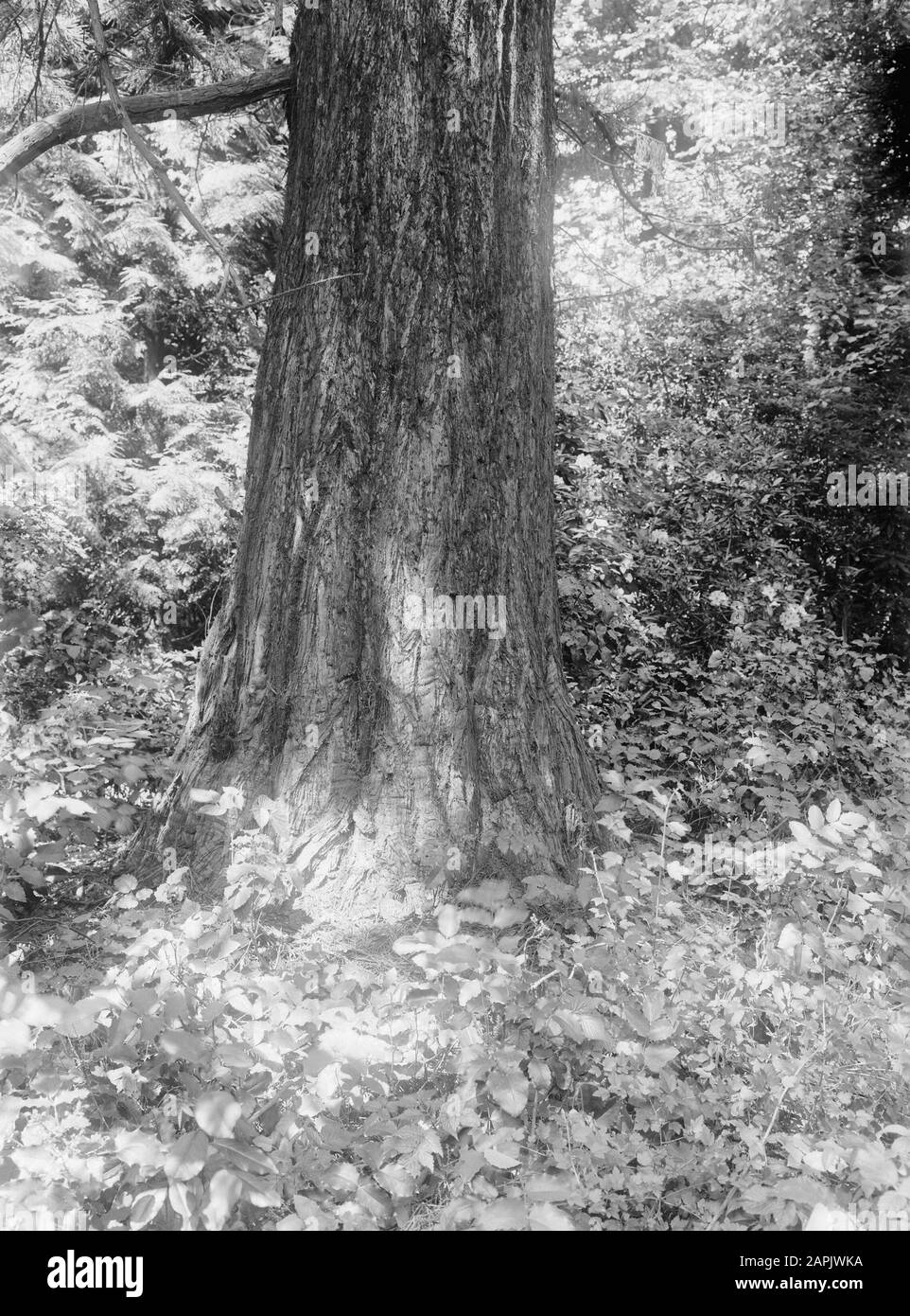 Alberi, sequoia gigantea Data: Parole Chiave non date: Alberi Nome personale: Sequoia gigantea Foto Stock