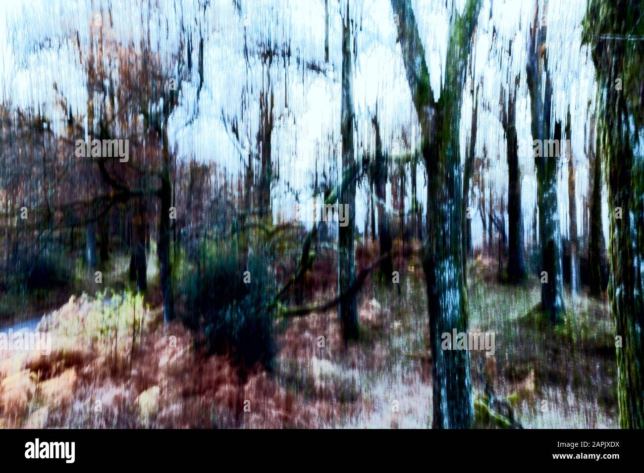 riassunto degli alberi presi con movimento intenzionale della macchina fotografica Foto Stock