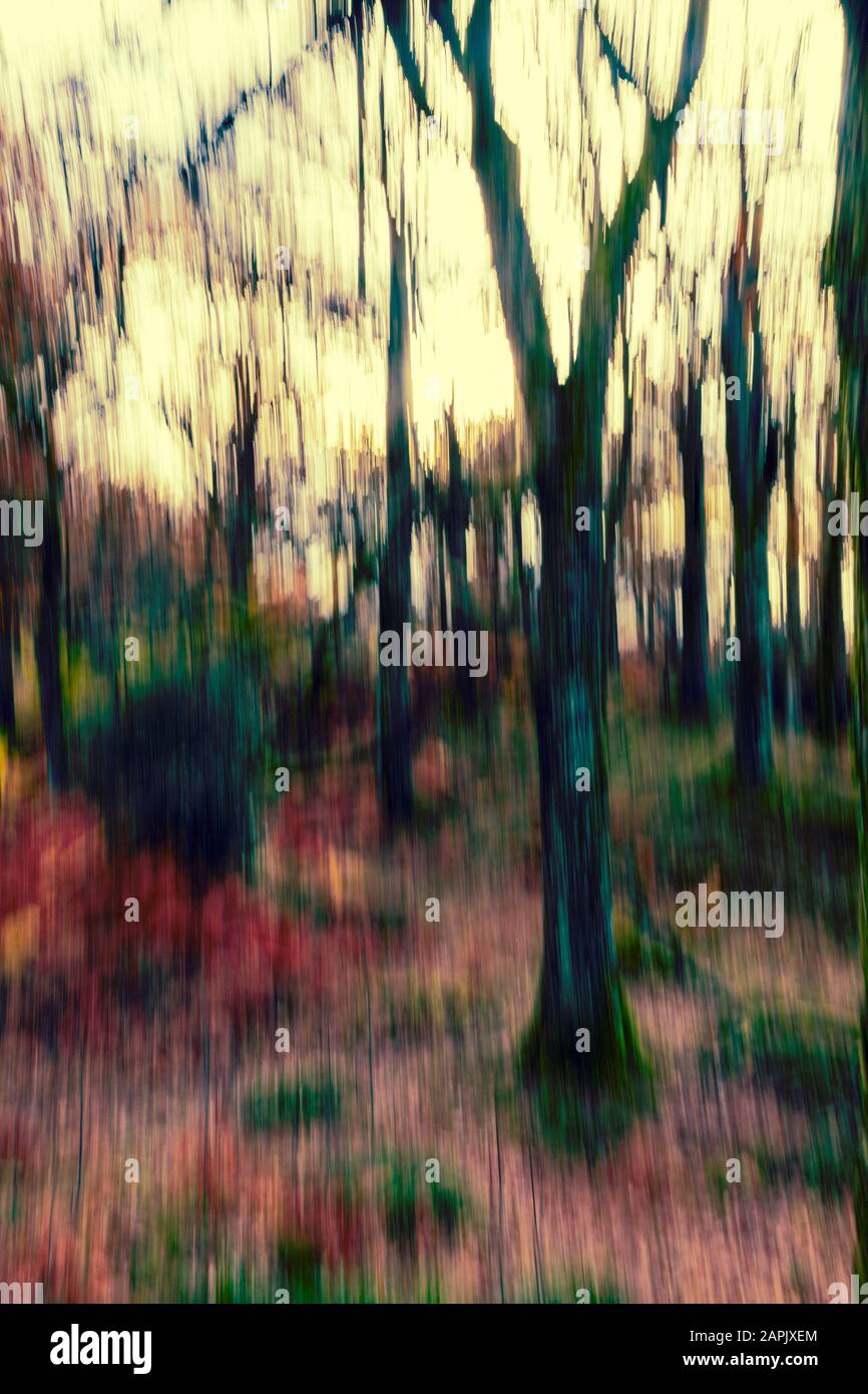 riassunto degli alberi presi con movimento intenzionale della macchina fotografica Foto Stock