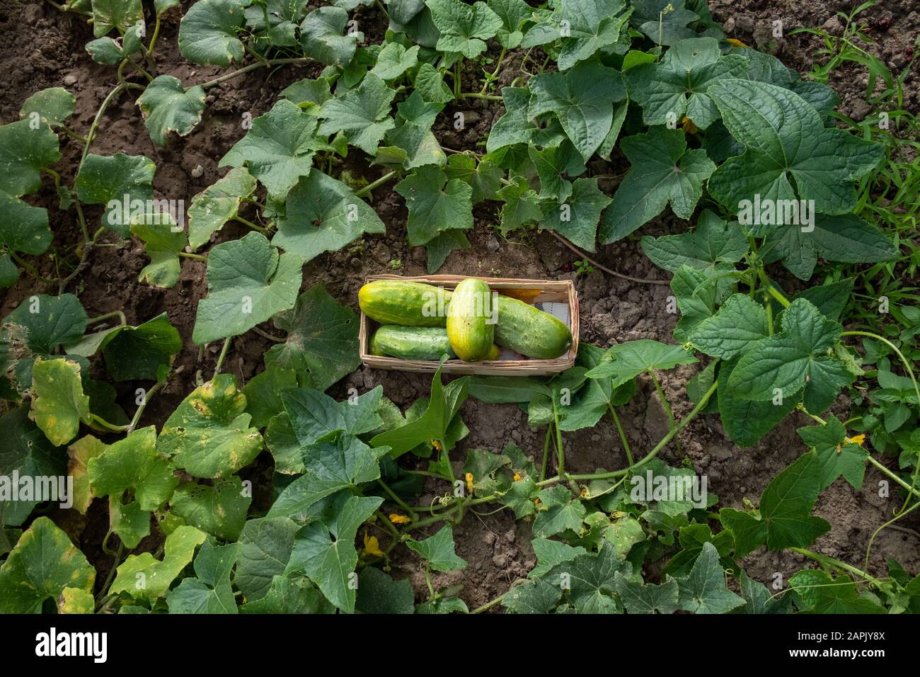 cetrioli verdi appena raccolti in un cesto in un letto di piante di cetriolo Foto Stock