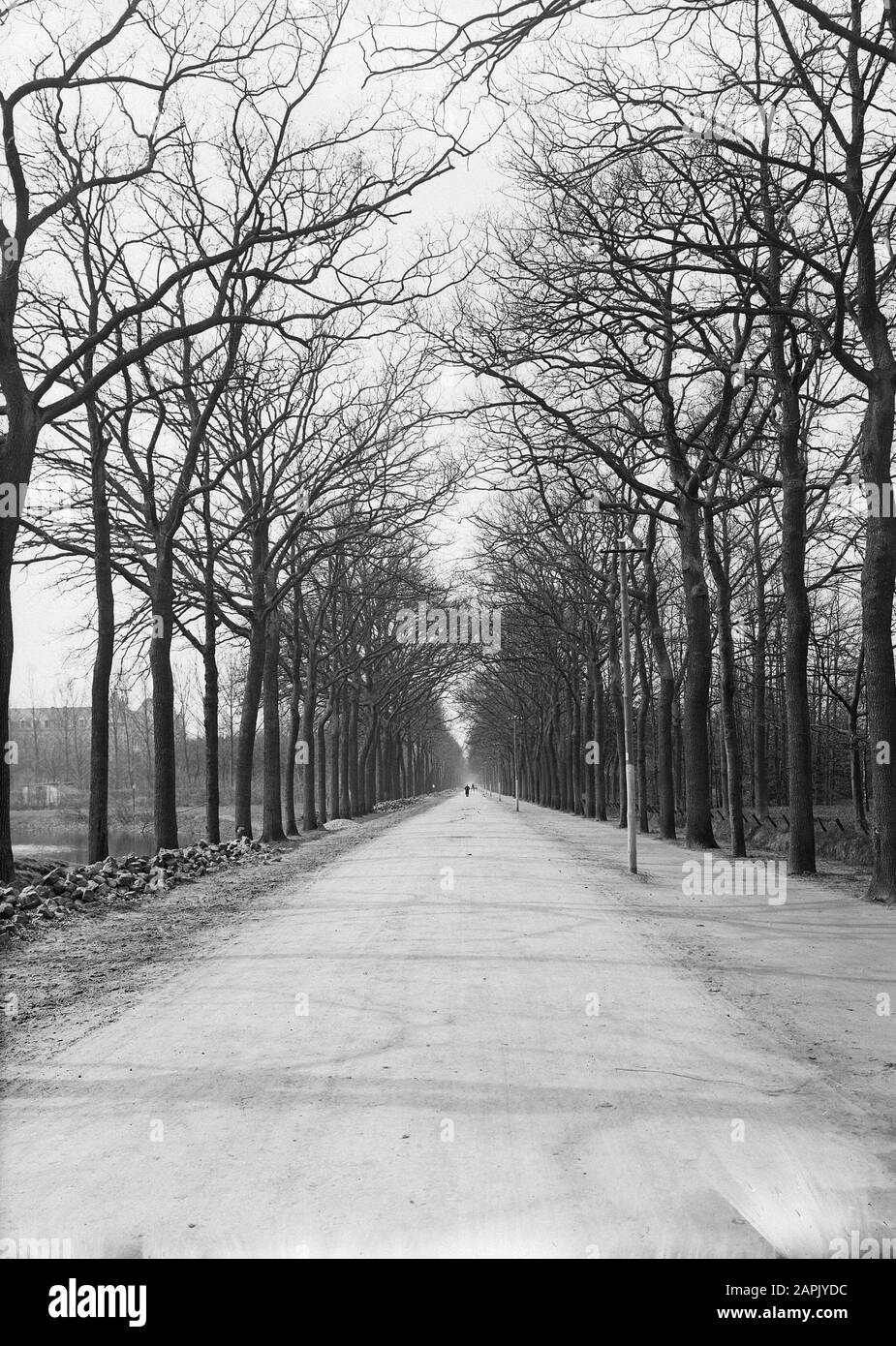 Alberi, viali, Oak Avenue Data: Parole Chiave dense: Alberi, viali Nome personale: Eikenlaan Foto Stock