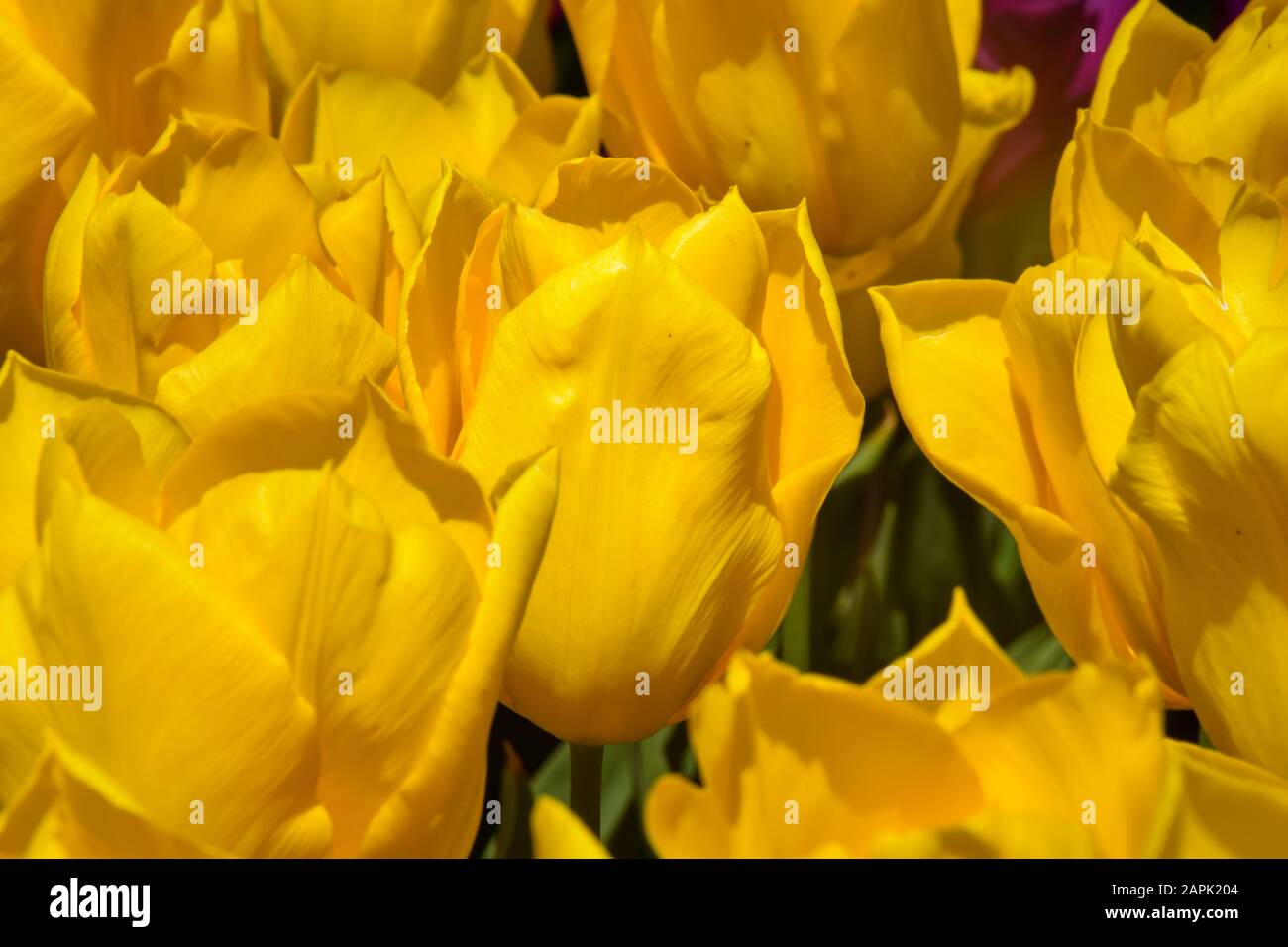 Fiore sfondo. Bellissimo bouquet di tulipani. Istanbul primavera giardini. Istanbul tulipano festival (turco: Istanbul Lale Festivali) Foto Stock