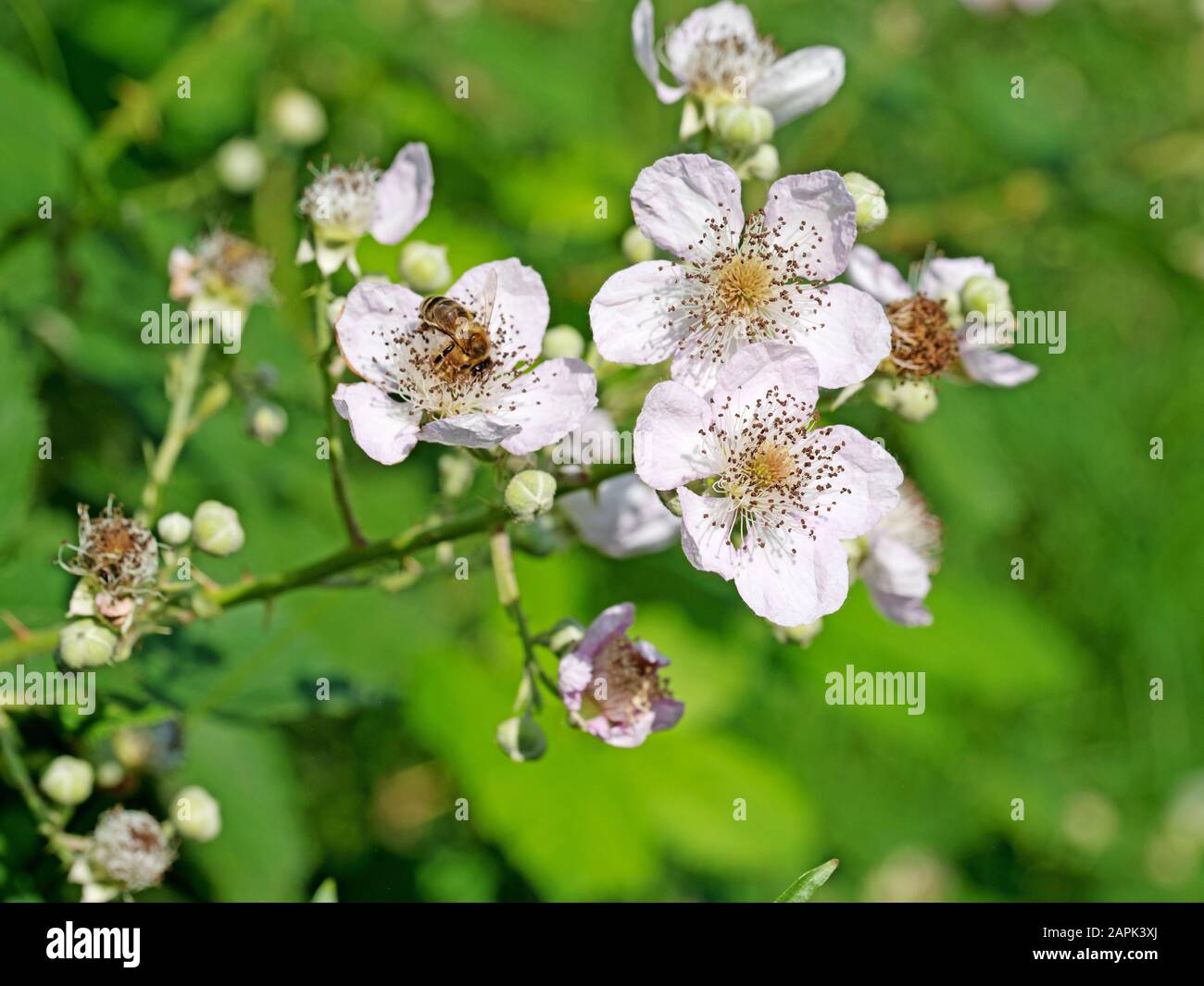 Mirtilli fioriti, Rubus sectio Rubus Foto Stock