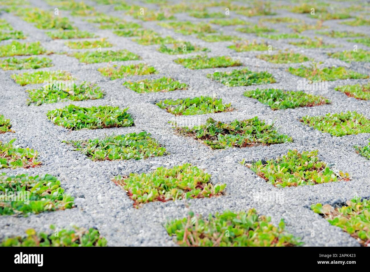 Parcheggio ecologico nella città moderna. Pavimentazione permeabile con erba che cresce attraverso di esso. Parcheggio ecologico. Foto Stock