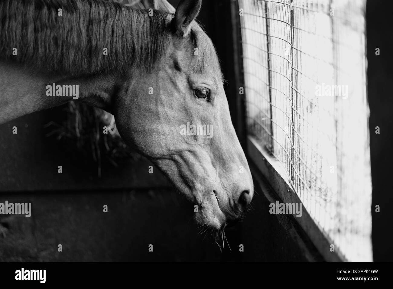 Testa di un cavallo in piedi in una stalla davanti a una finestra Foto Stock