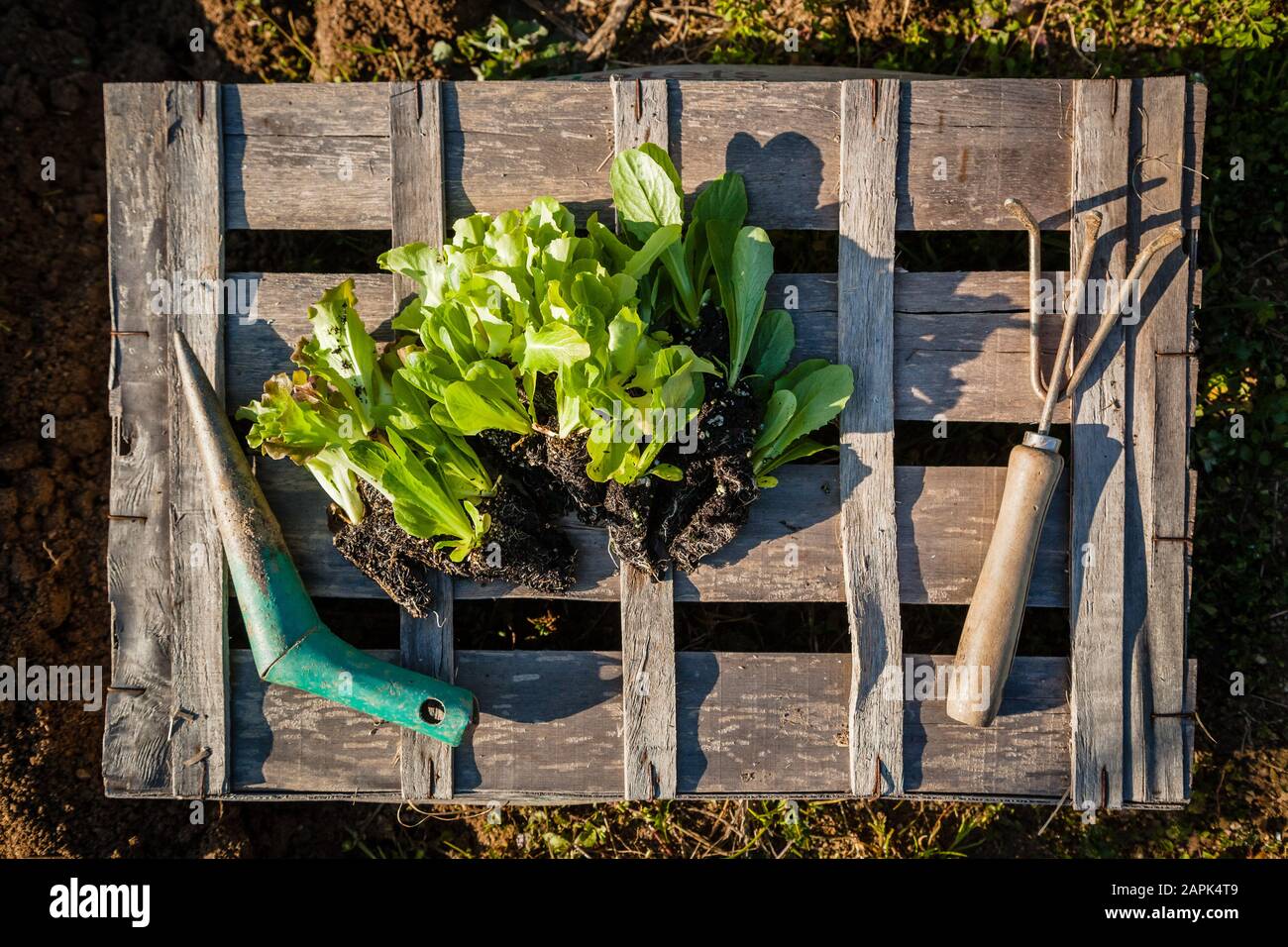 Giovane donna che fa giardinaggio urbano il giorno di sole in primavera Foto Stock