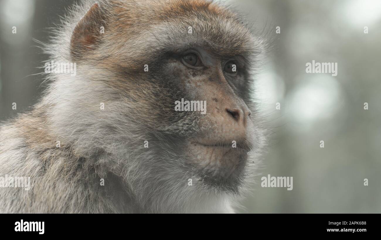 Un colpo da vicino di Gibilterra Barbary Macaques Foto Stock