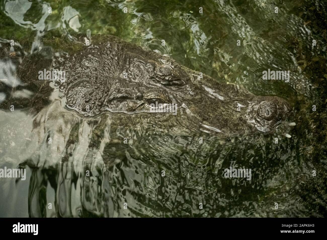 Testa di un coccodrillo in acqua limpida, vista ravvicinata. Ritratto Di Un Coccodrillo. Minaccioso coccodrillo predatore grande sdraiato in acque calme vicino Foto Stock