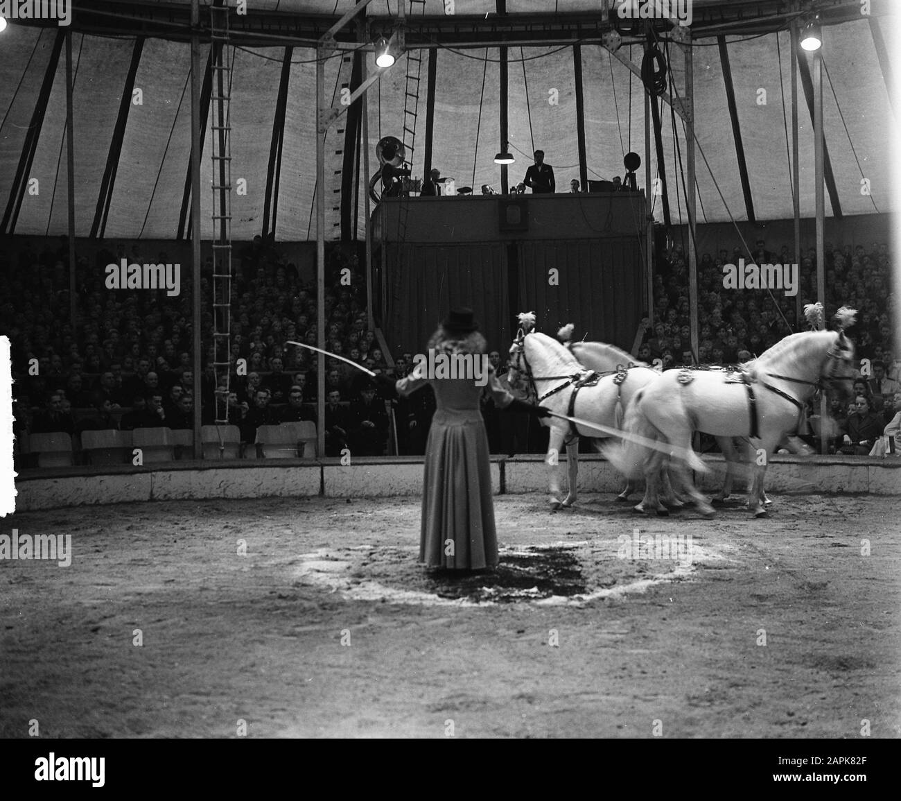 Circo Mikkenie. Sig.ra Mikkenie con cavalli Data: 24 ottobre 1948 Parole Chiave: Circhi, dressage, cavalli Nome personale: Mikkenie-Sandberg, Vibeke Nome istituzione: Circus Mikkenie Foto Stock