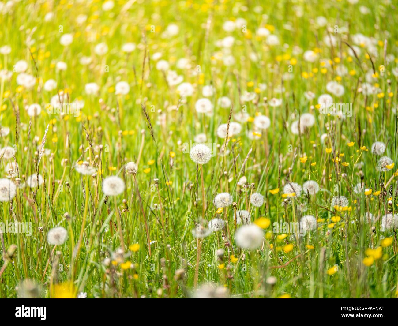 prato con dandelions in una giornata di sole. dandelions in primavera. dandelions flowering closeup Foto Stock