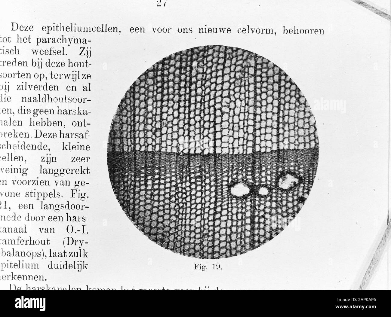 Corso 1950 Data: Parole Chiave non date: Corsi, sezioni trasversali, canali in resina, legno, riproduzioni Foto Stock