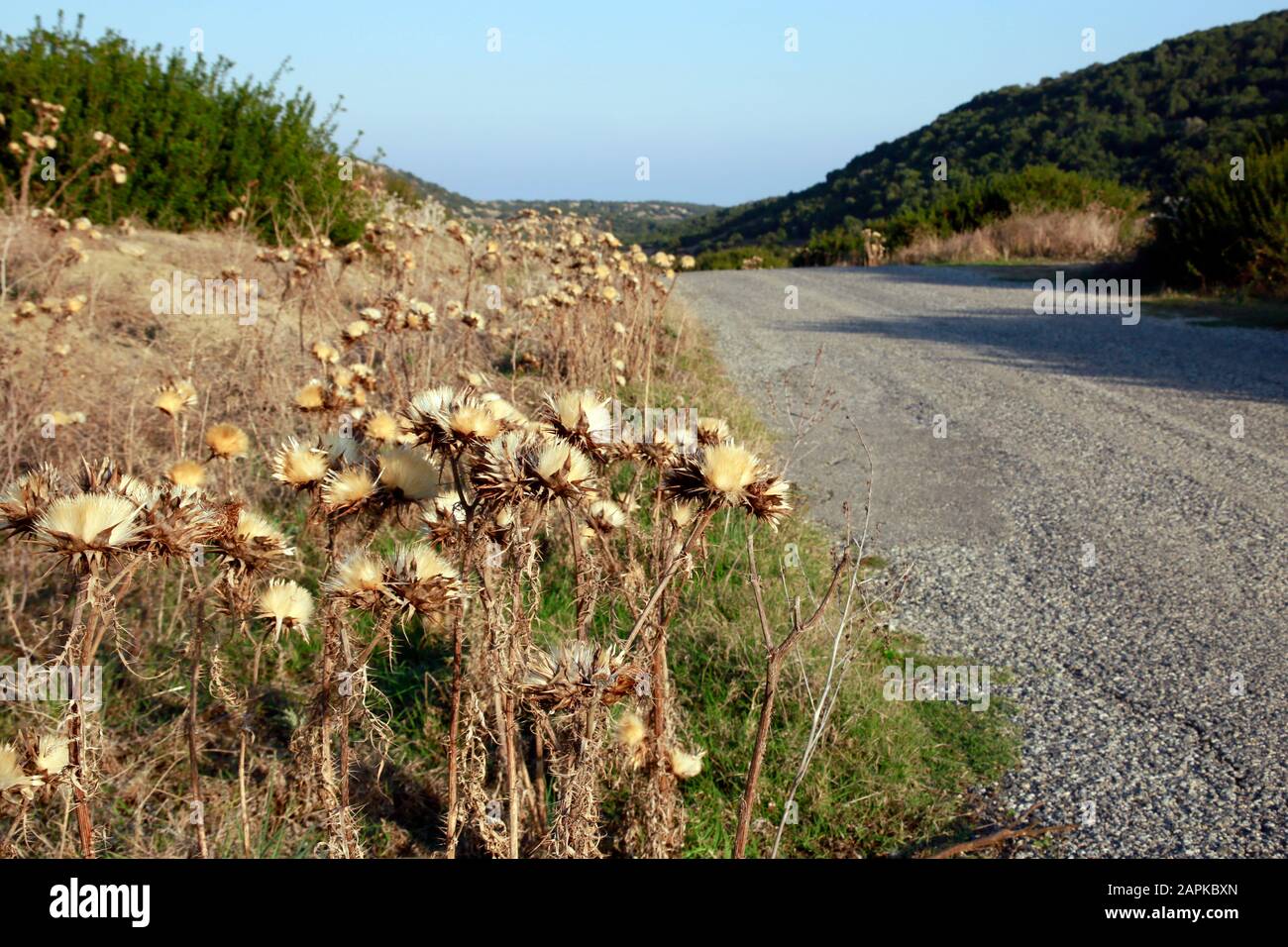 Landschaft mit verblühten Disteln auf der Karpaz Halbinsel, Türkische Republik Nordzypern Foto Stock