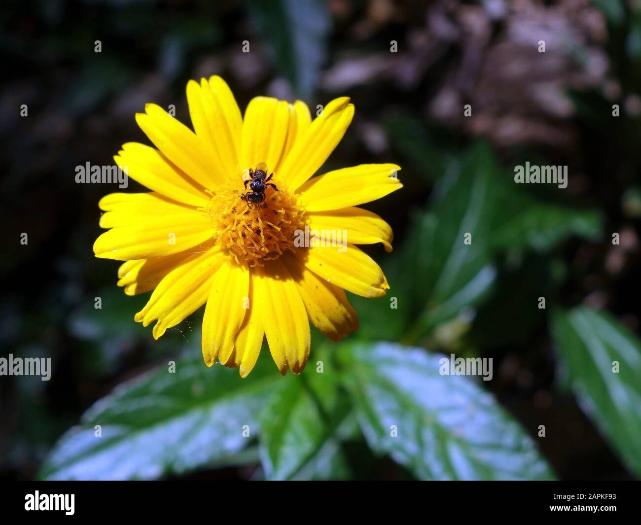 Un primo piano di un insetto che alimenta dalla parte centrale di un fiore con un fuoco sull'insetto Foto Stock