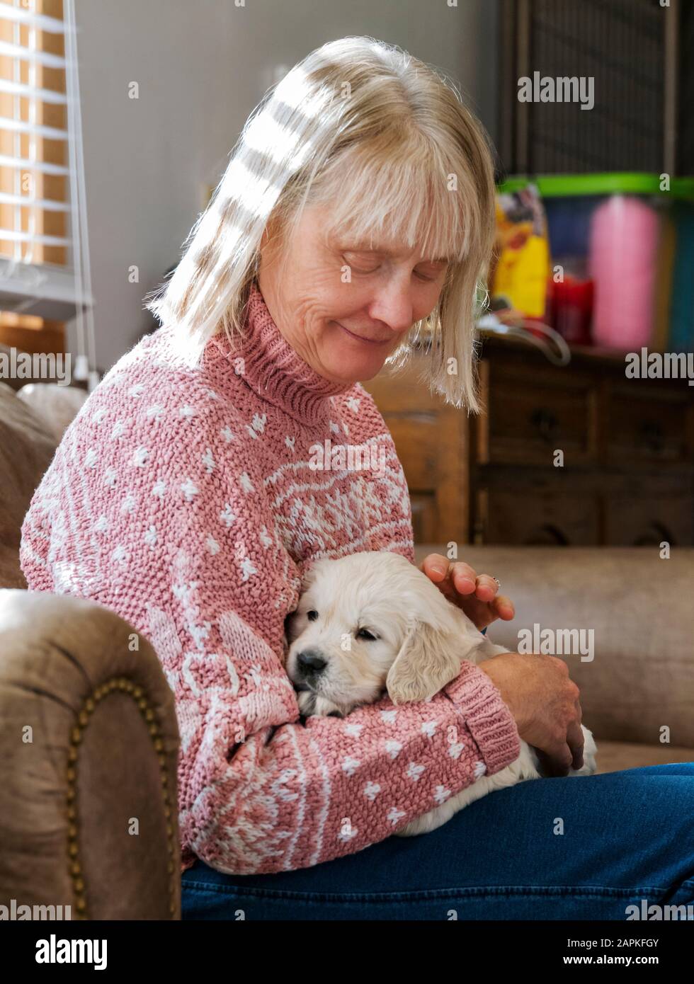 Donna che detiene sei settimane di platino; o Cream colorato; Golden Retriever cuccioli. Foto Stock