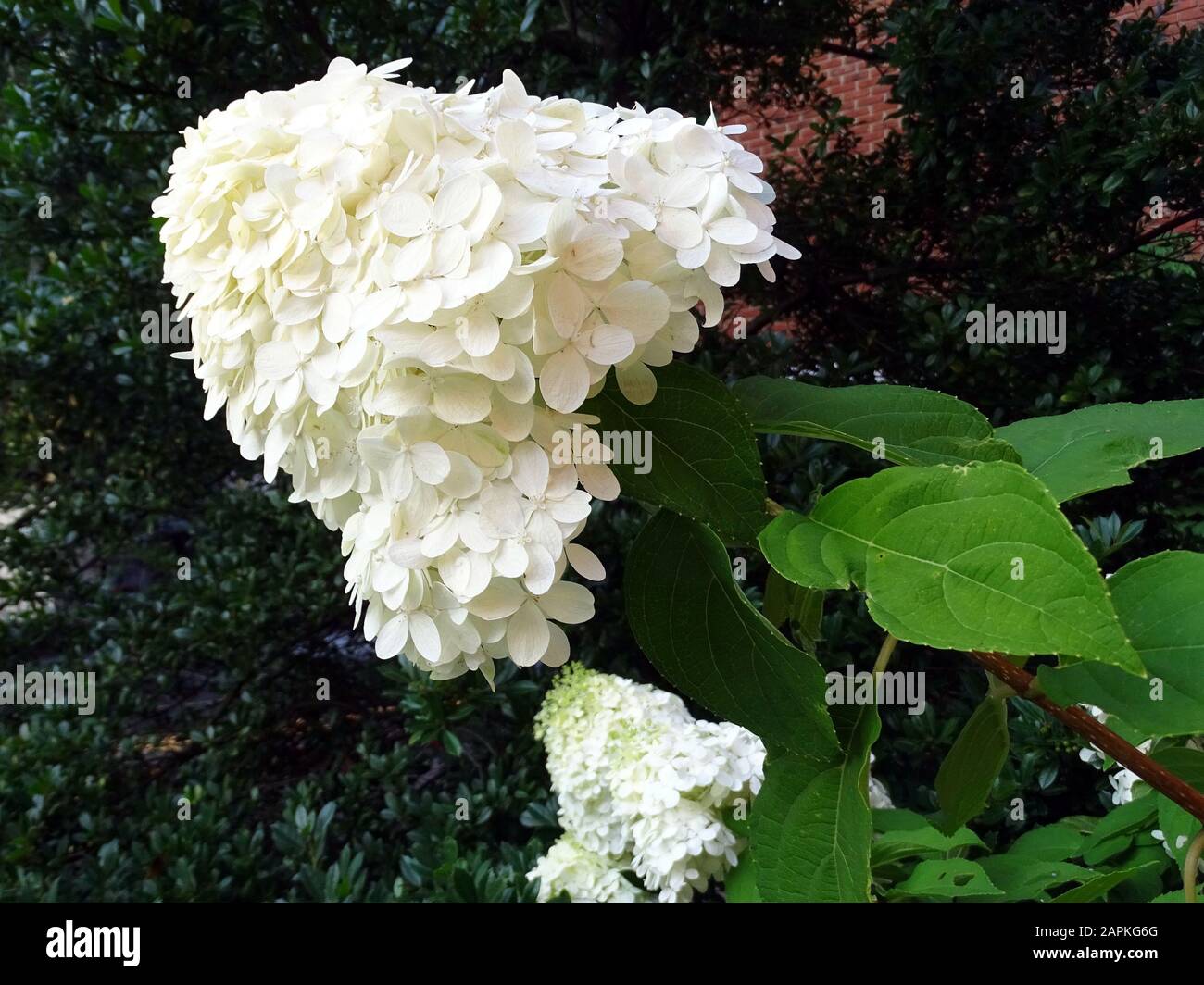 Un primo piano di un bel fiore bianco alla fine di un gambo verde foglia con un fuoco sul fiore Foto Stock