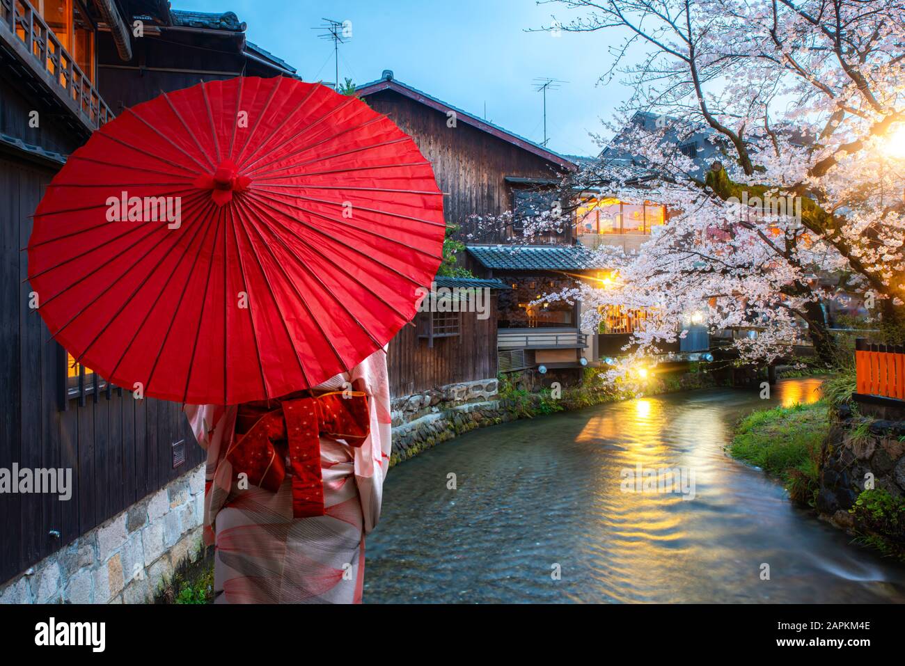 Giovane viaggiatore asiatico che indossa un kimono tradizionale giapponese con ombrello rosso visita alla famosa destinazione dei fiori di ciliegio sul fiume Shirakawa Foto Stock