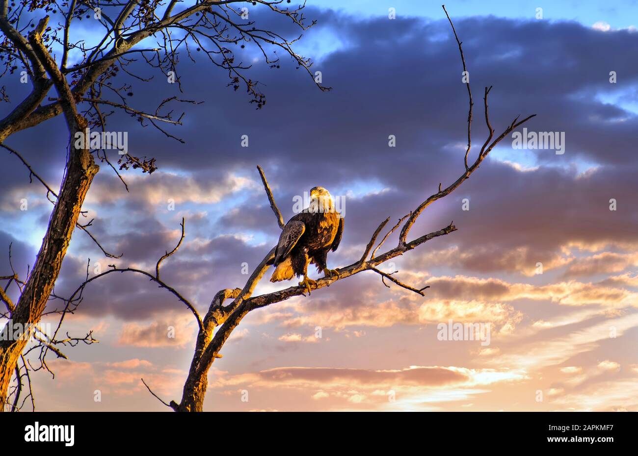 Imponente aquila Bald che si erge su un ramo d'albero al sole con un magnifico cielo al tramonto Foto Stock