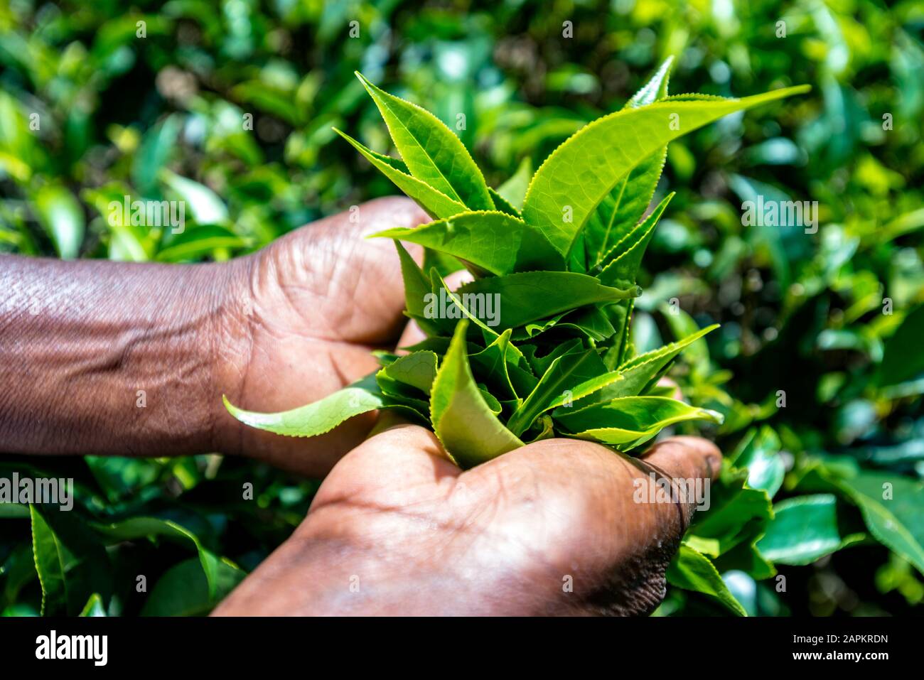 Sri Lanka, Provincia di uva, Haputale, primo piano delle mani che raccolgono le foglie di tè Foto Stock