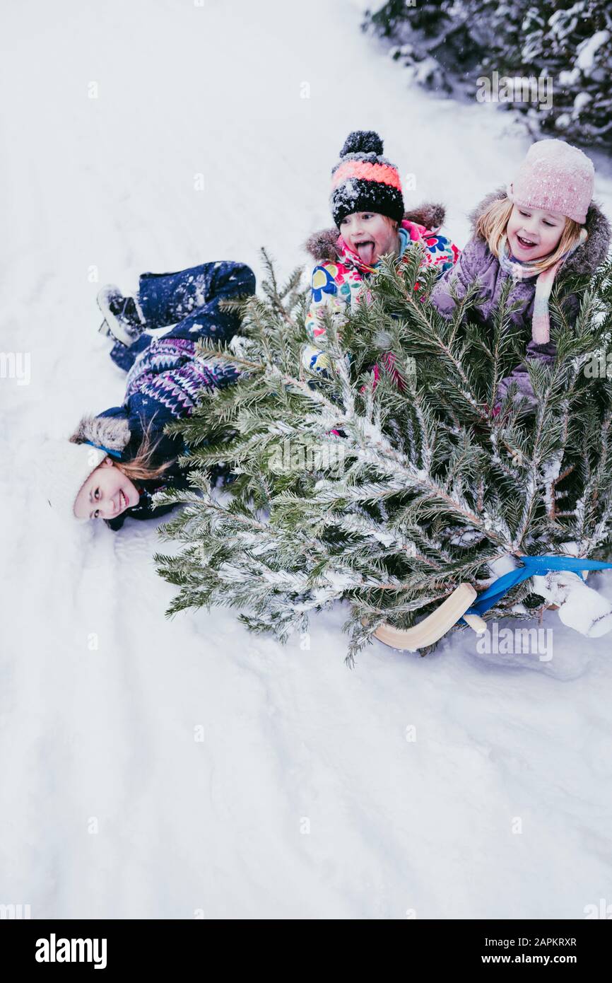 Tre bambini che si divertono con abete su slitta, Jochberg, Austria Foto Stock