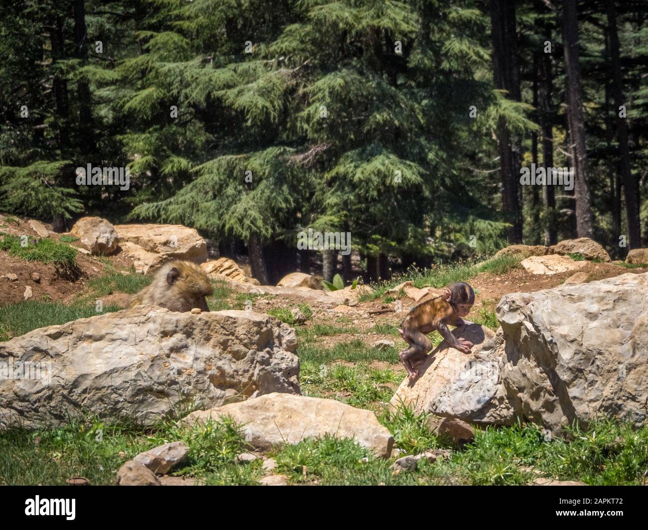 Cute Macaca Sylvanus Berber scimmia giocare vicino formazioni rocciose in Marocco Foto Stock