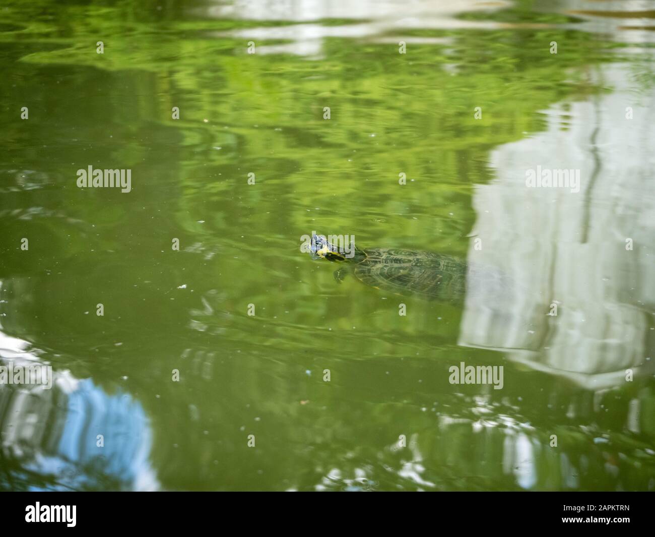 Tartaruga acquatica che nuota in un lago sporco in un parco durante il giorno Foto Stock