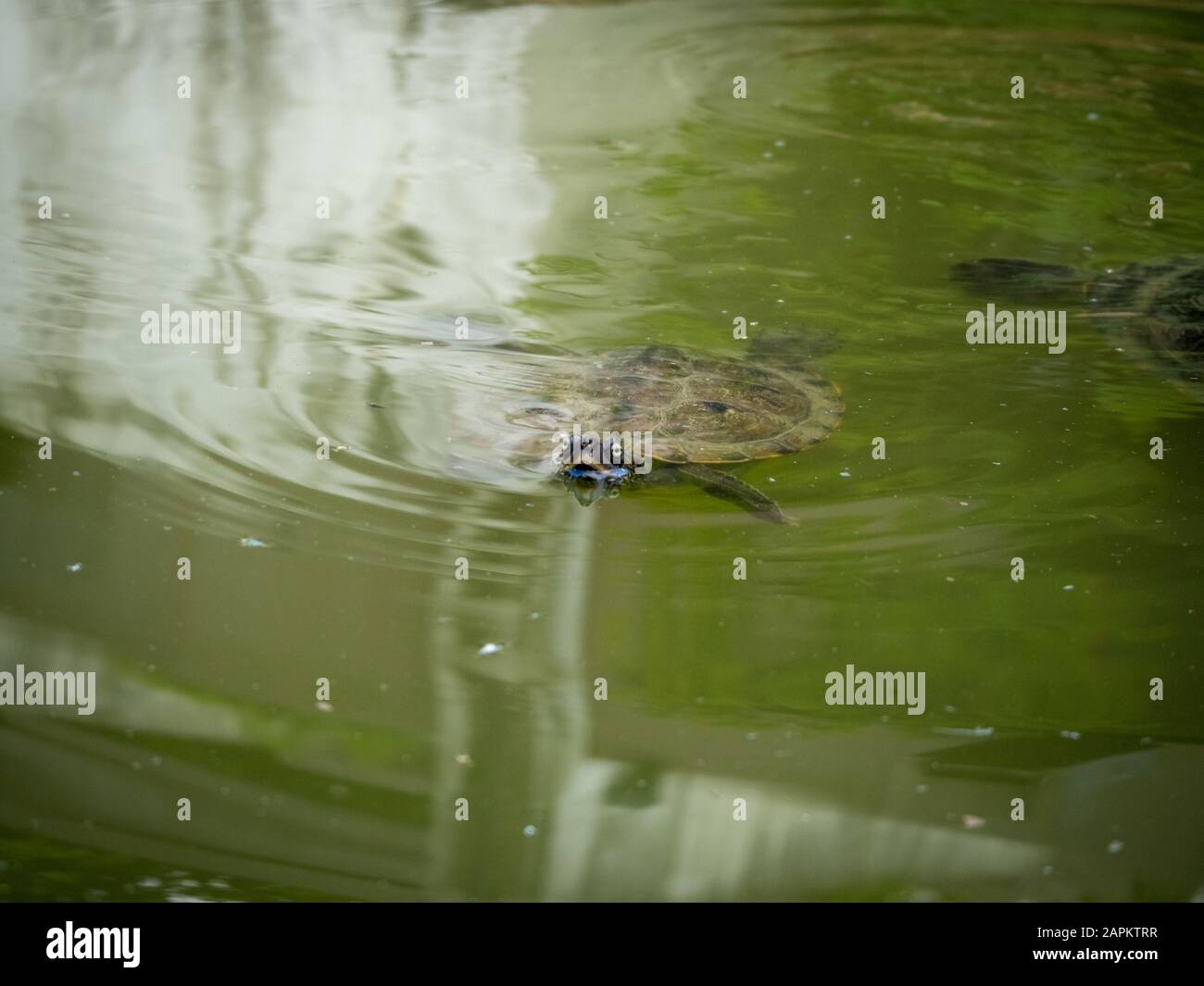 Tartaruga acquatica che nuota in un lago sporco in un parco durante il giorno Foto Stock