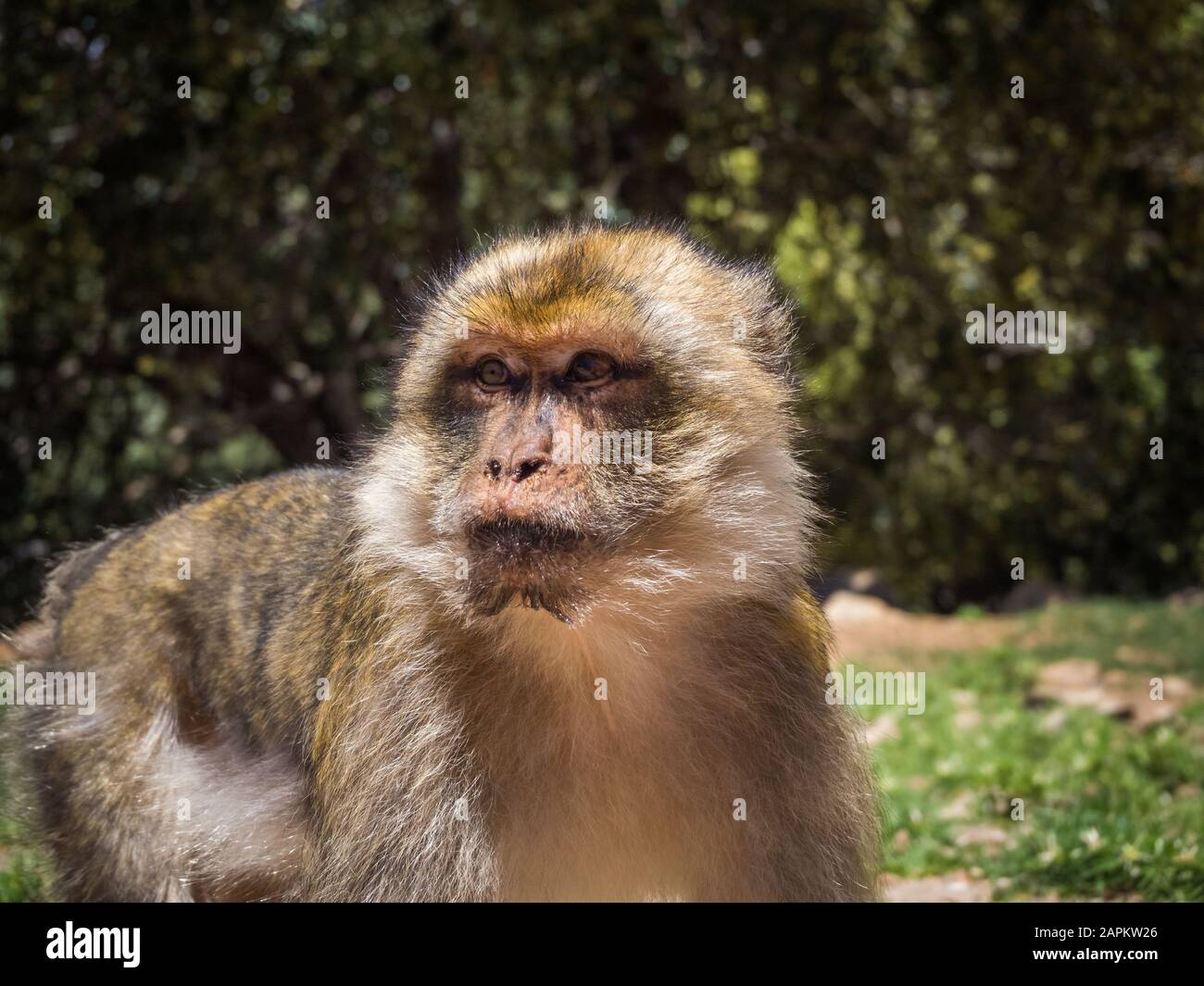 Carino Macaca Sylvanus Berber scimmia in una giungla in Marocco Foto Stock